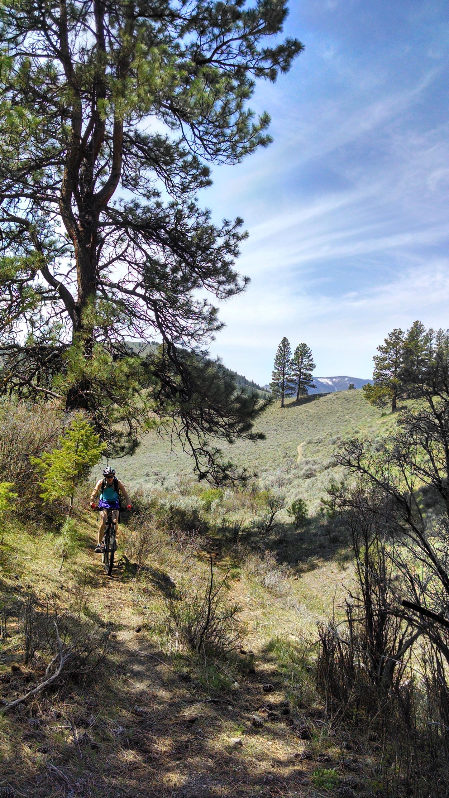 A person riding a mountain bike along a dirt trail surrounded by greenery and trees, with rolling hills and a blue sky in the background. Burns Gulch Loop mountain bike trail.