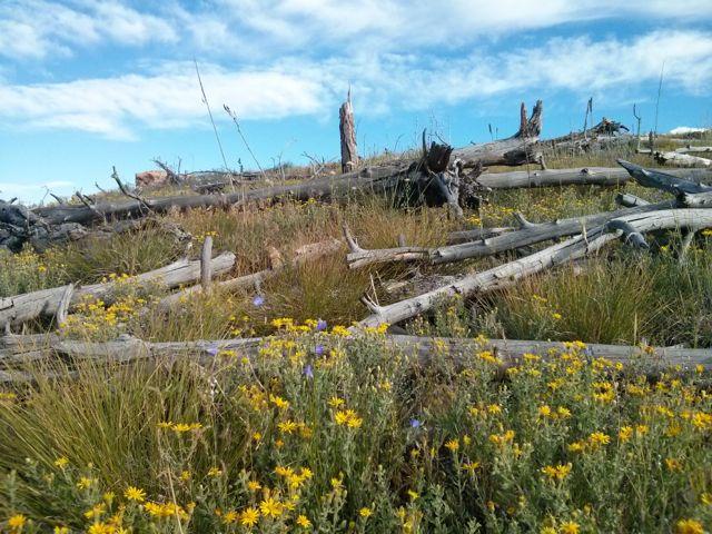 A serene landscape featuring a grassy area dotted with vibrant yellow flowers, interspersed with fallen logs and wooden debris. The sky is bright blue with a few fluffy clouds, creating a tranquil, natural scene. Ginny Trail mountain bike trail.