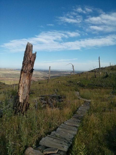 A scenic view of a hillside featuring a wooden walkway winding through tall grass and scattered tree stumps. The landscape includes distant hills and a clear blue sky with wispy clouds. The area appears to have been affected by recent fire damage, with several burnt trees visible. Ginny Trail mountain bike trail.