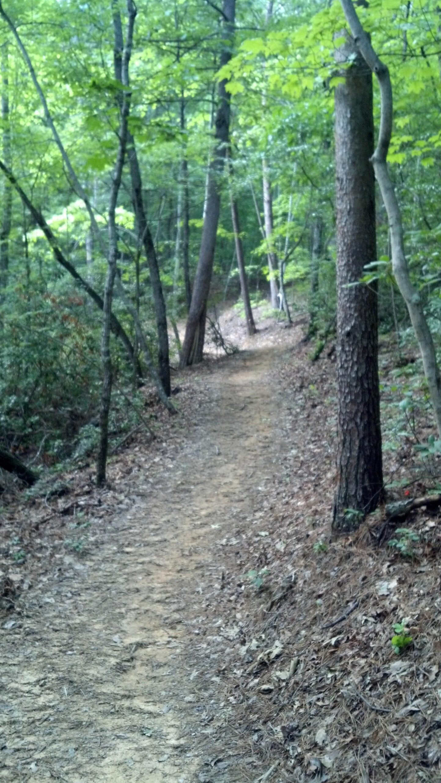 A winding dirt path through a lush green forest, bordered by trees and underbrush, with dappled sunlight filtering through the leaves. Buffalo Creek Park: The Head, The Heart &amp; The Tail (HHT) mountain bike trail.