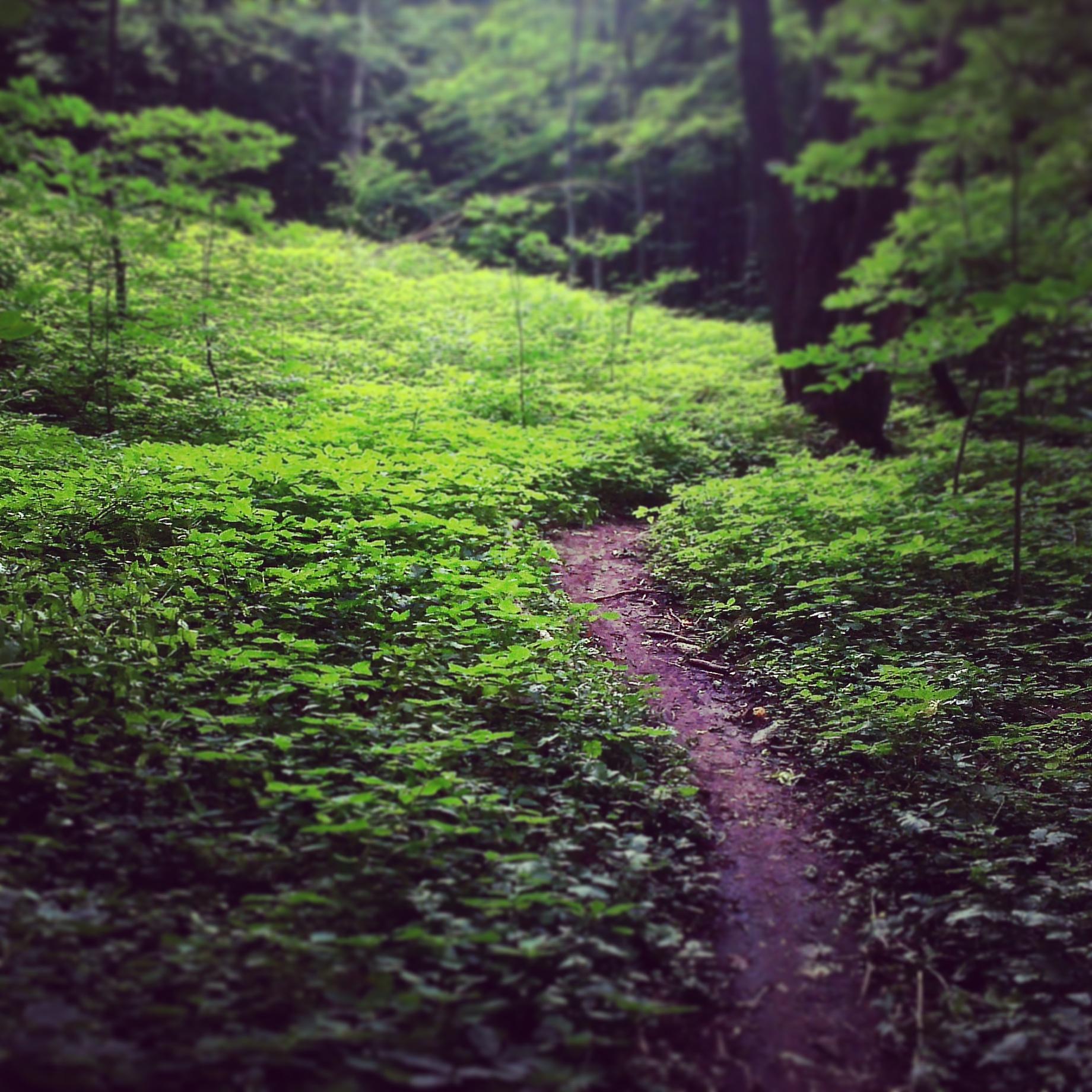 A narrow dirt path winding through a lush green forest filled with dense vegetation and small plants. The sunlight filters through the trees, creating a serene and inviting atmosphere. 3- Stages mountain bike trail.