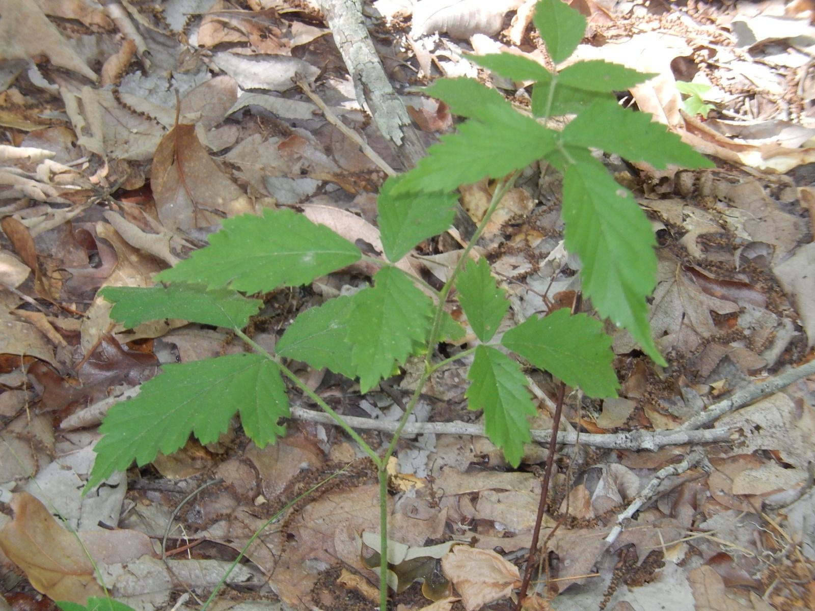 A cluster of green leaves growing in a forested area, surrounded by dry, fallen leaves and twigs on the ground. Lindsey Park mountain bike trail.
