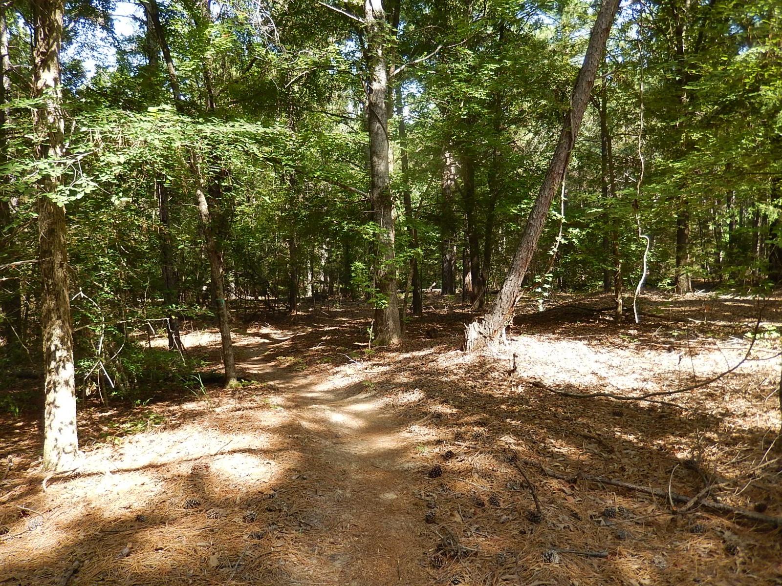 A narrow dirt path winding through a sunlit forest, surrounded by tall trees and dense foliage, with scattered pine needles on the ground. Lindsey Park mountain bike trail.