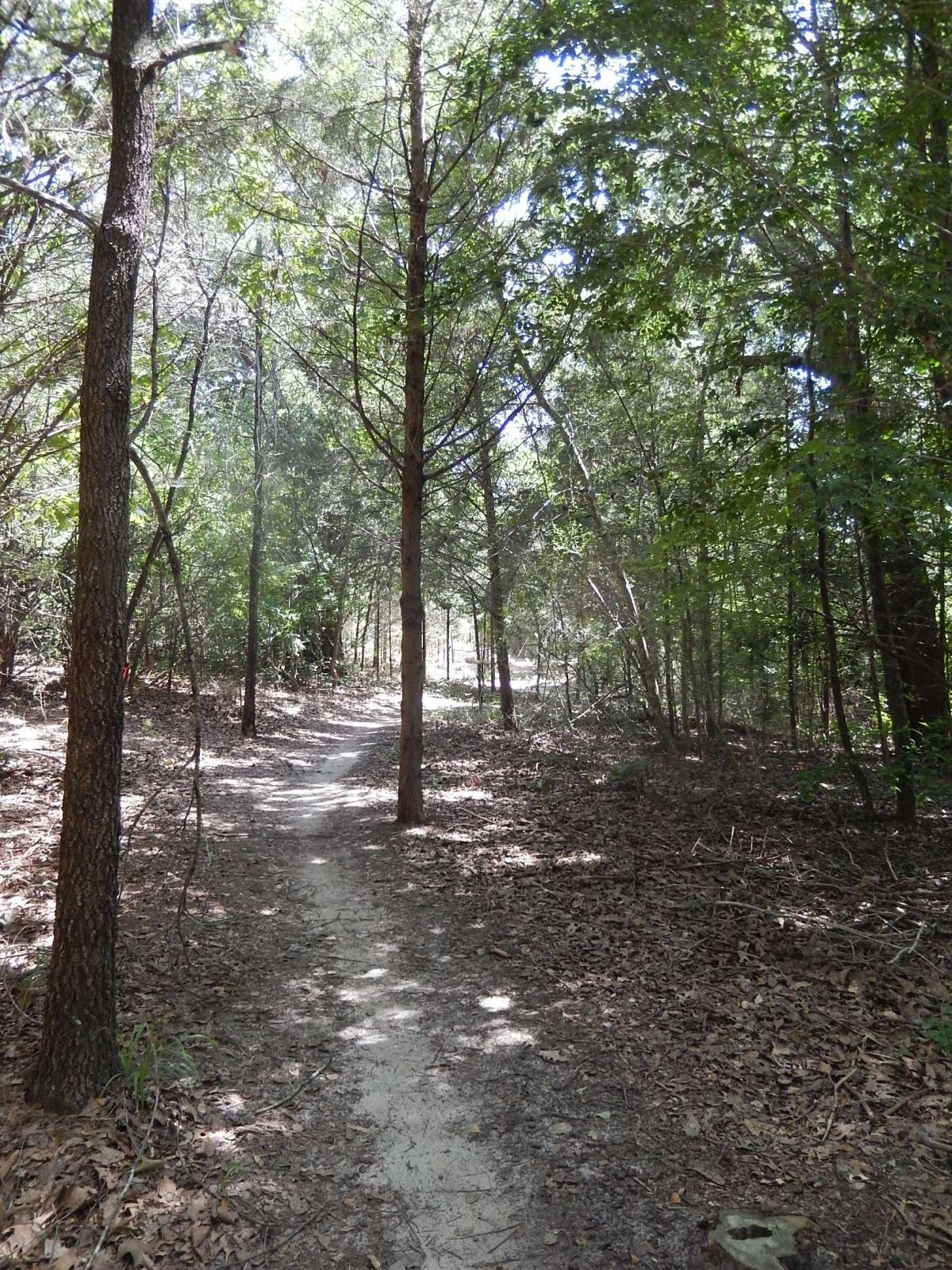 A narrow dirt path winding through a dense forest of trees, with dappled sunlight filtering through the leaves above. The ground is covered in fallen leaves and natural debris, creating a serene and inviting atmosphere for a nature walk. Lindsey Park mountain bike trail.