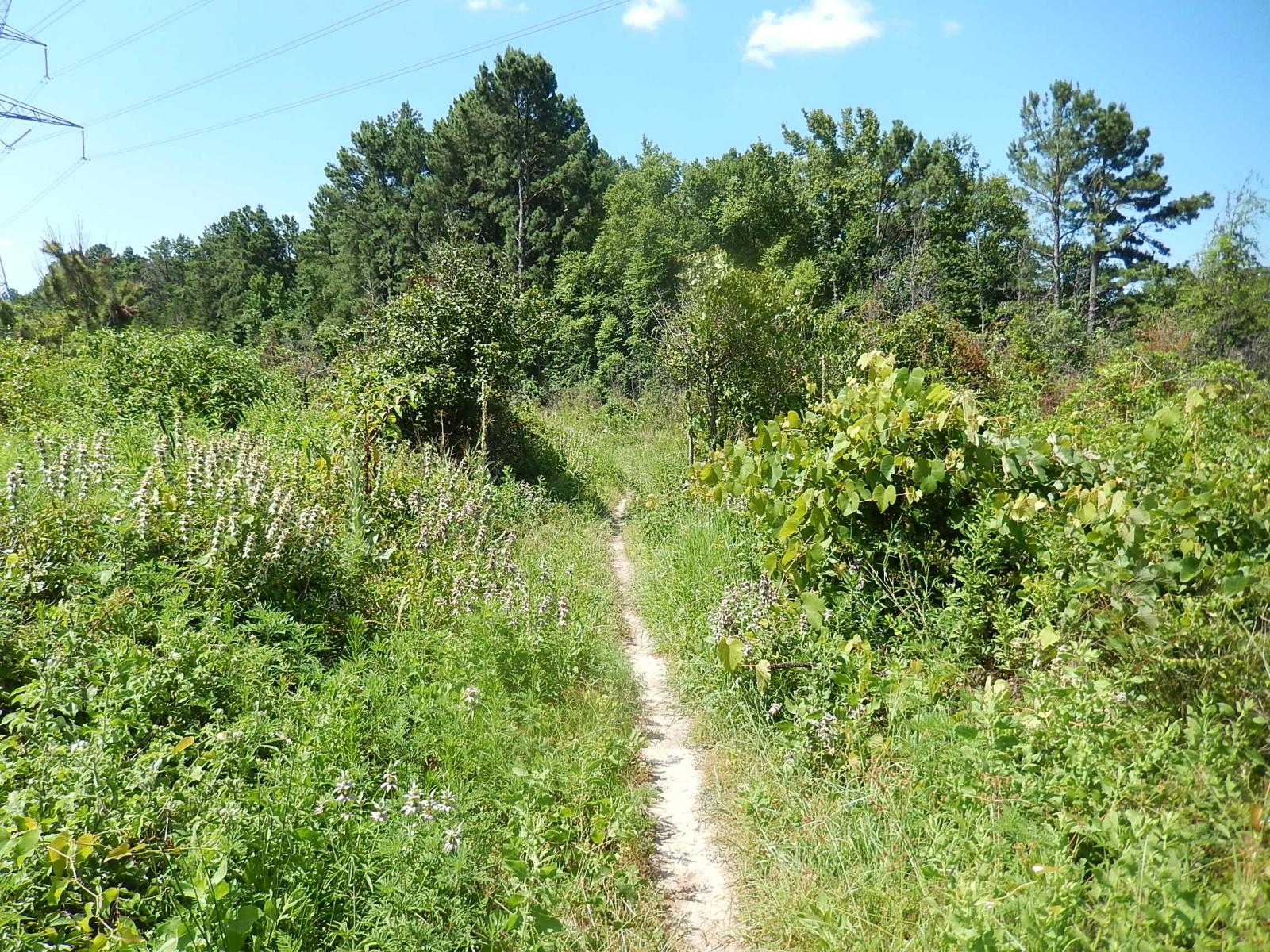 A narrow dirt path winding through lush greenery with wildflowers on either side, surrounded by dense trees under a clear blue sky. Power lines can be seen overhead. Lindsey Park mountain bike trail.