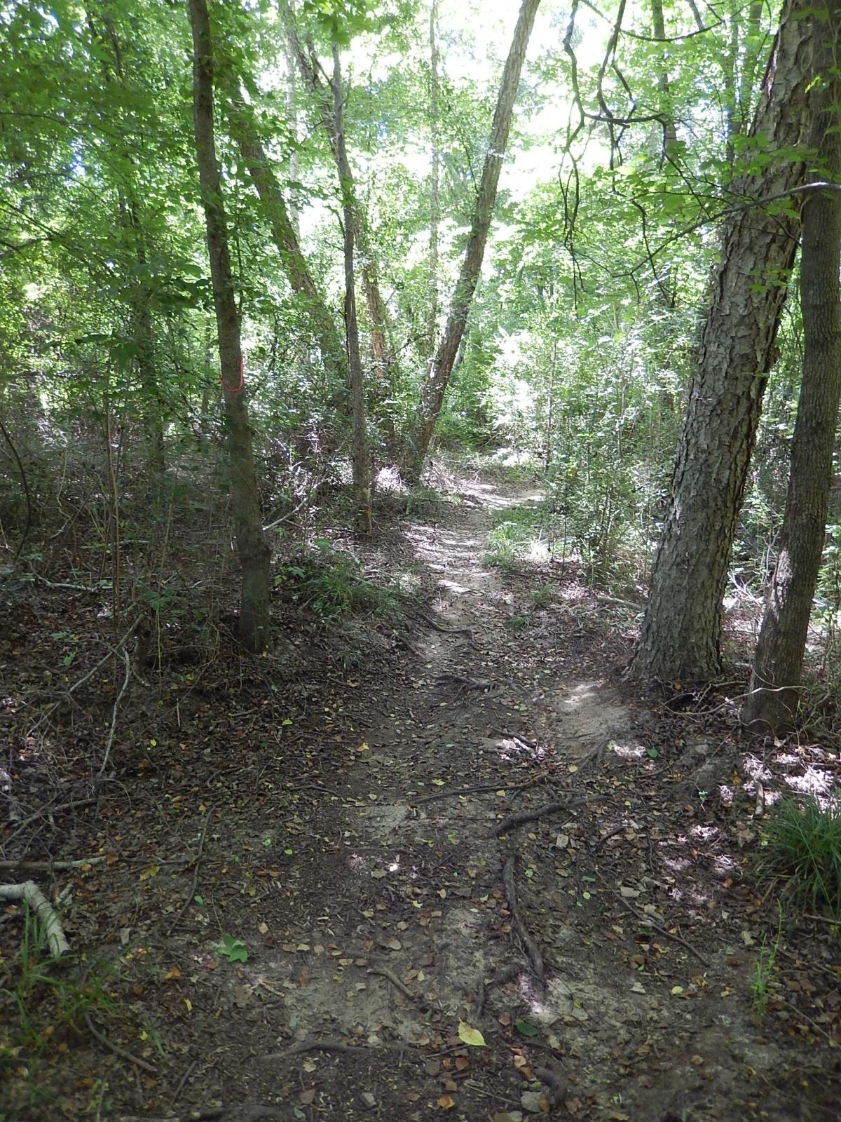 A narrow dirt path winding through a lush green forest, surrounded by tall trees and dense underbrush. Sunlight filters through the leaves, illuminating the trail and creating a serene outdoor atmosphere. Lindsey Park mountain bike trail.