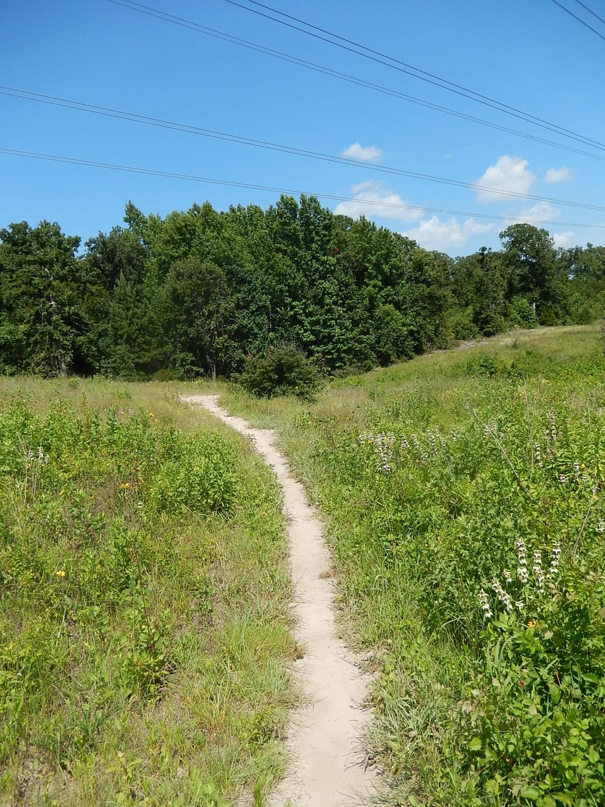 A narrow dirt path winding through a grassy field, bordered by wildflowers and shrubs, with a backdrop of trees under a sunny blue sky. Power lines extend across the top of the image. Lindsey Park mountain bike trail.