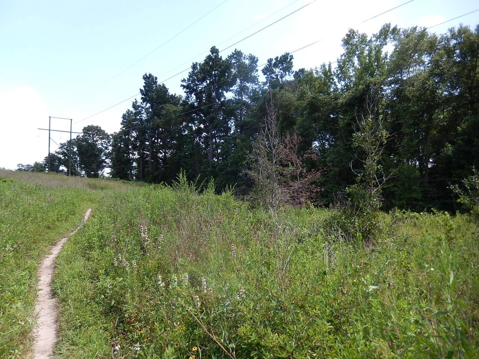 A narrow dirt path winds through a grassy field, bordered by tall green vegetation and patches of wildflowers. In the background, a line of trees rises, and power lines stretch across the sky. Bright, sunny blue skies are visible above, creating a serene outdoor atmosphere. Lindsey Park mountain bike trail.