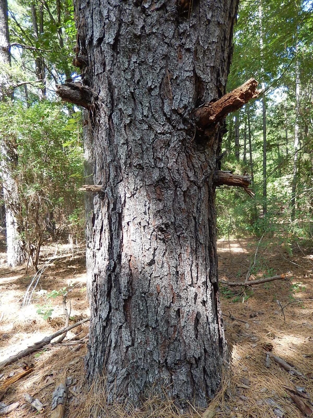 Close-up view of a tree trunk with rough, textured bark and small branches extending from the sides, set in a forested area with soft sunlight filtering through the leaves. Pine needles and scattered branches are visible on the ground. Lindsey Park mountain bike trail.