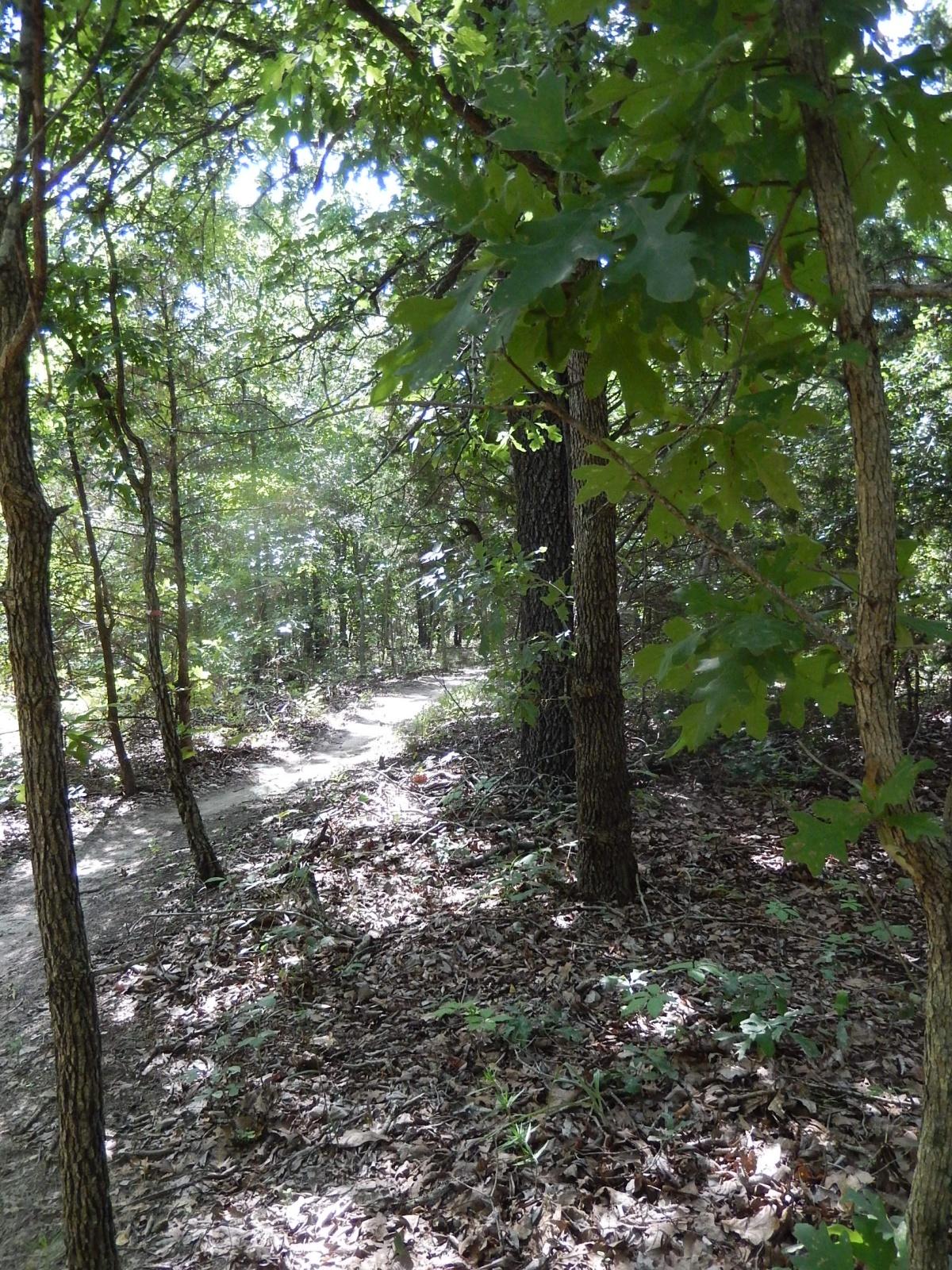 A sunlit forest path surrounded by lush green trees and foliage, with sunlight filtering through the leaves, casting dappled shadows on the forest floor covered in dry leaves and small plants. Lindsey Park mountain bike trail.