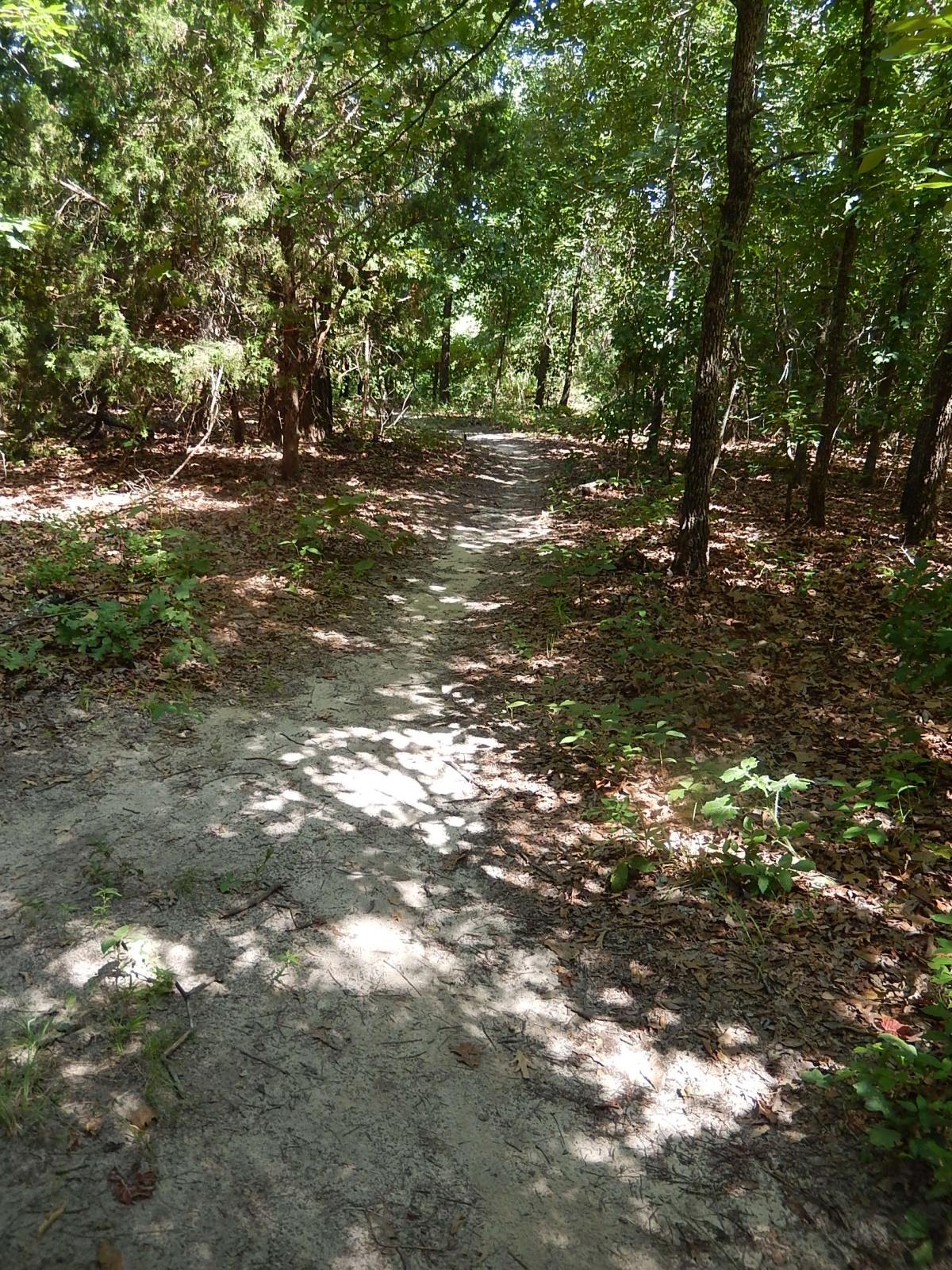 A sunlit dirt path winding through a lush forest, surrounded by trees and scattered leaves, with dappled shadows on the ground. Lindsey Park mountain bike trail.