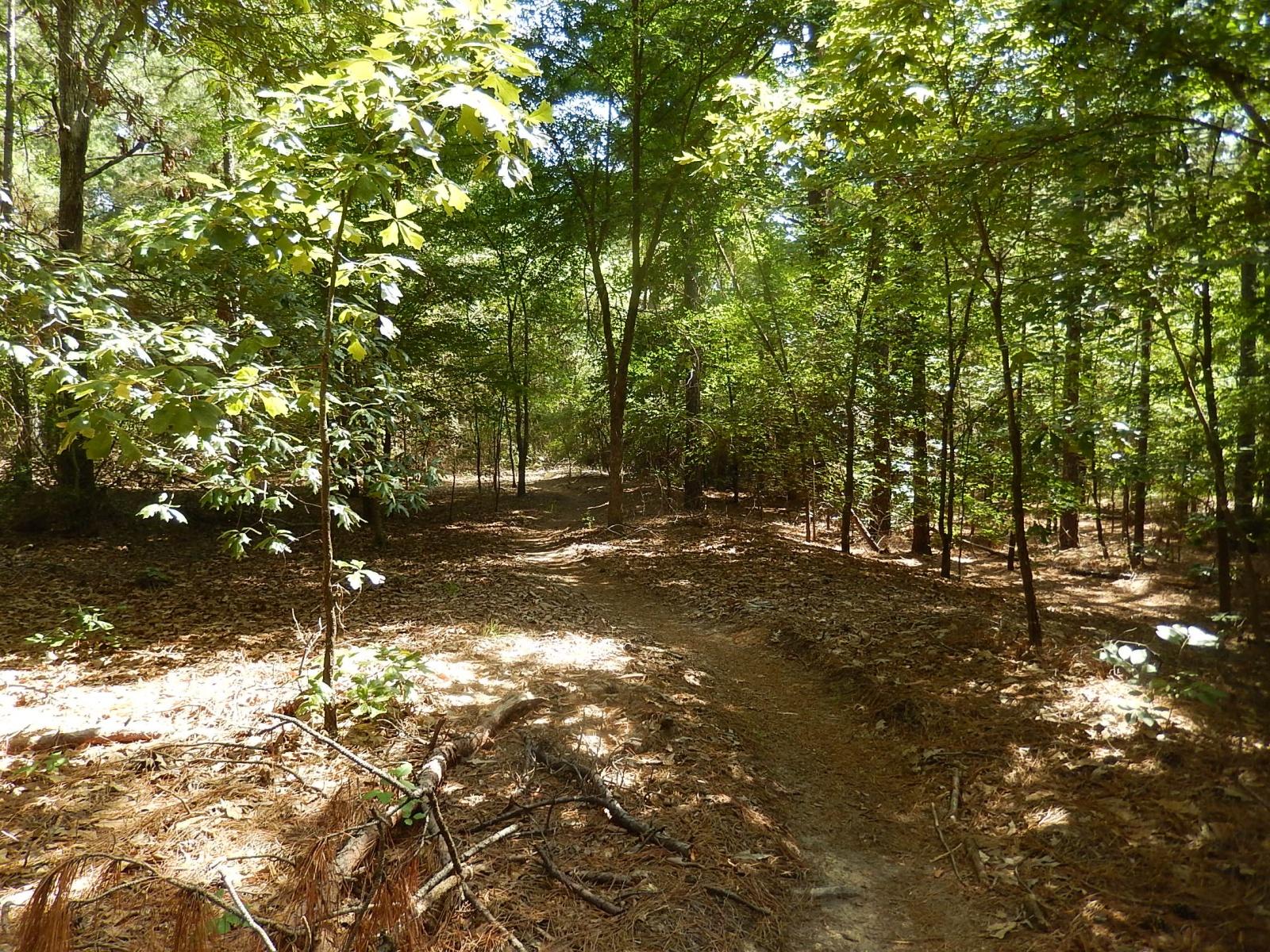 A serene forest path meanders through a dense area of green trees, with sunlight filtering through the leaves. The ground is covered with pine needles and scattered leaves, creating a natural, earthy backdrop. Lindsey Park mountain bike trail.
