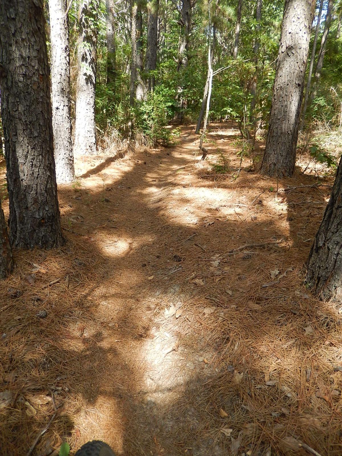 A sunlit forest trail surrounded by tall trees, with a path covered in pine needles and scattered leaves. The scene depicts a peaceful and natural setting, inviting for a walk or hike. Lindsey Park mountain bike trail.