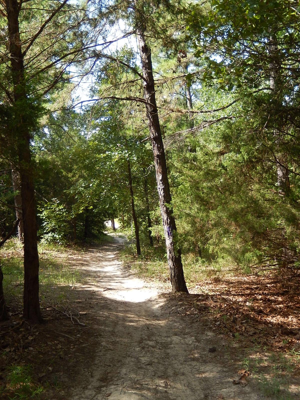 A winding dirt path through a dense forest, surrounded by tall trees and lush greenery, with sunlight filtering through the leaves. Lindsey Park mountain bike trail.