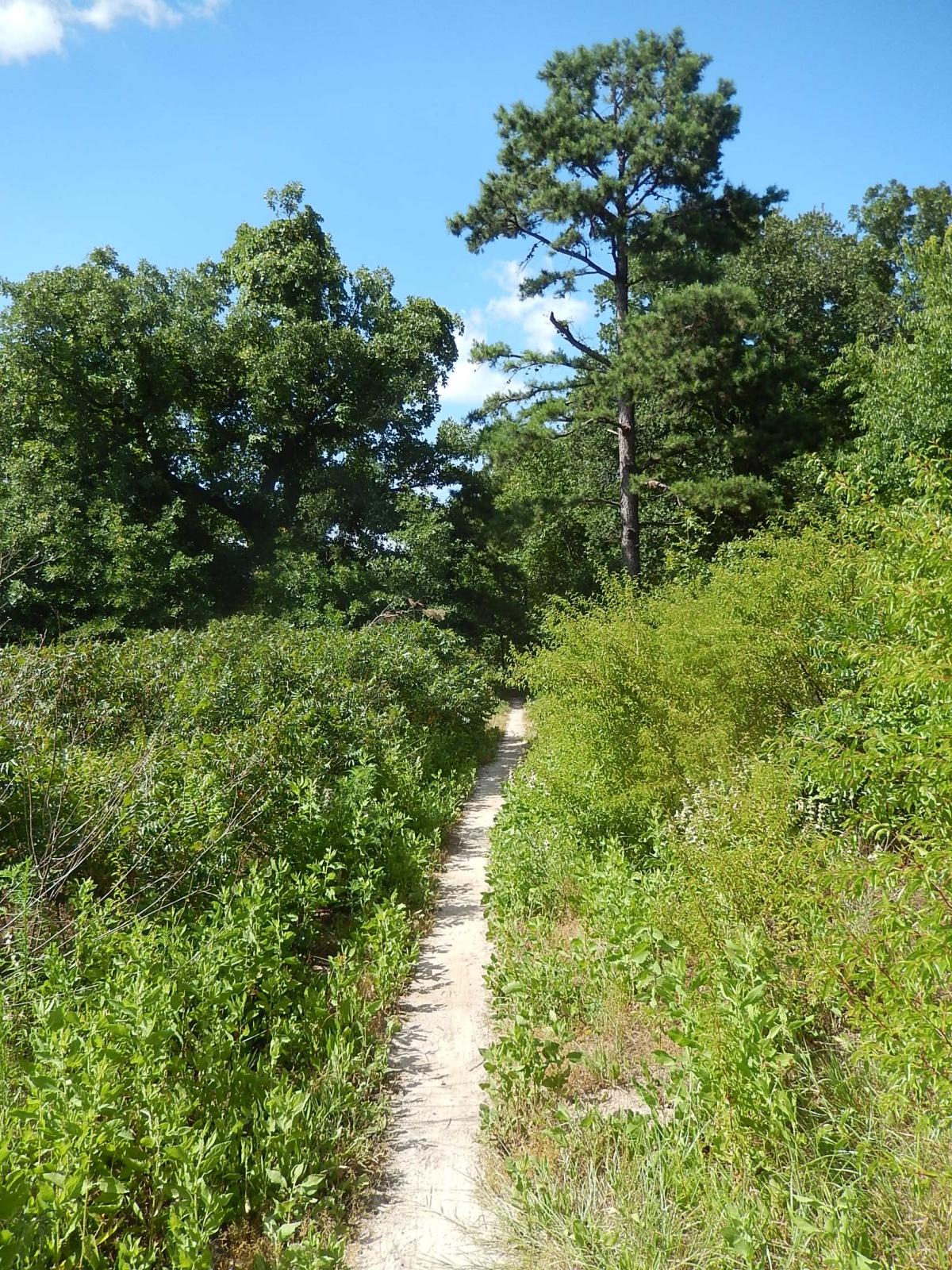 A narrow dirt path winding through lush green vegetation and trees under a clear blue sky. Lindsey Park mountain bike trail.