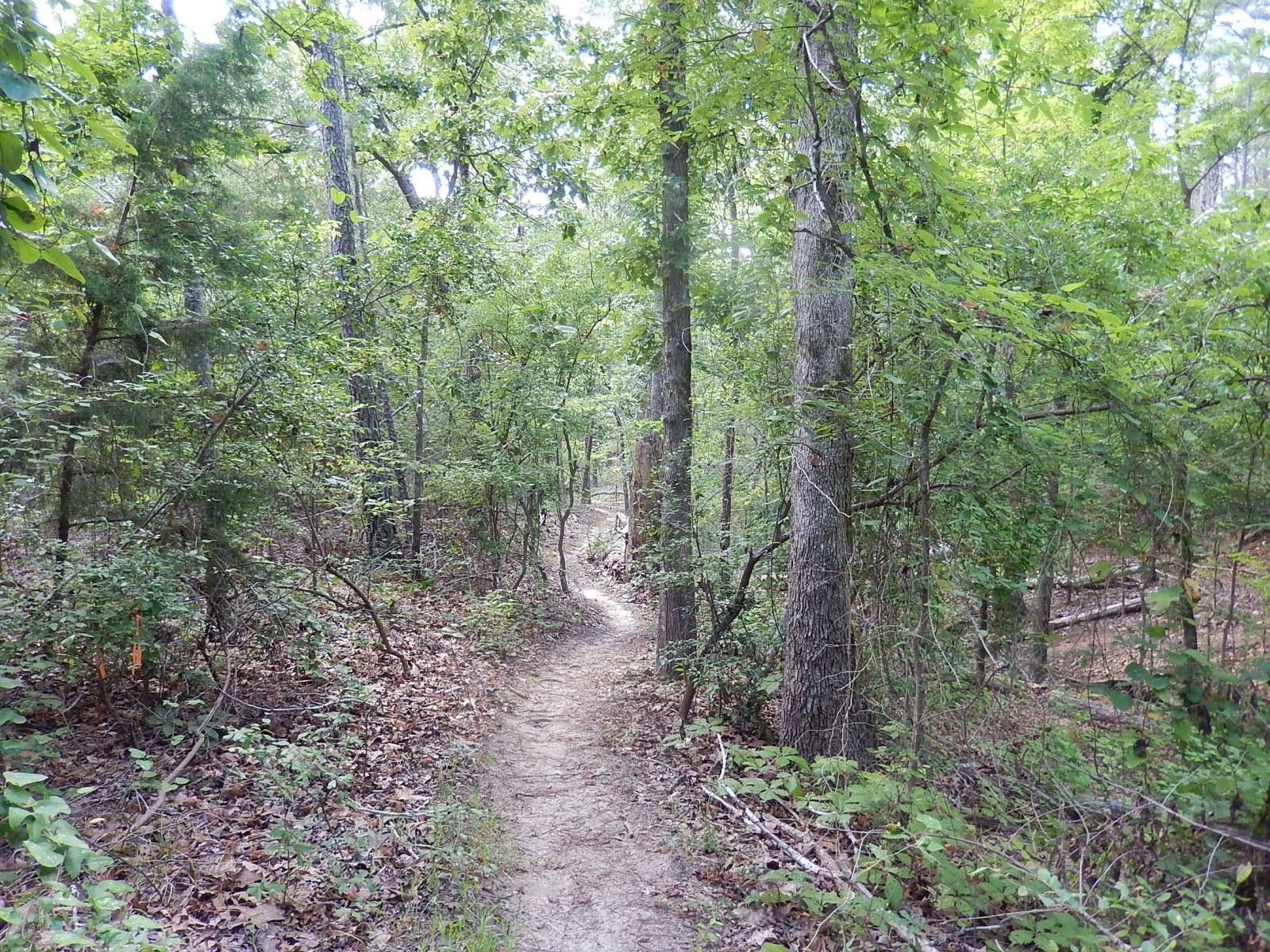 A winding dirt path through a dense forest, lined with tall trees and lush green foliage. The trail is surrounded by underbrush and fallen leaves, creating a serene and natural atmosphere. Lindsey Park mountain bike trail.