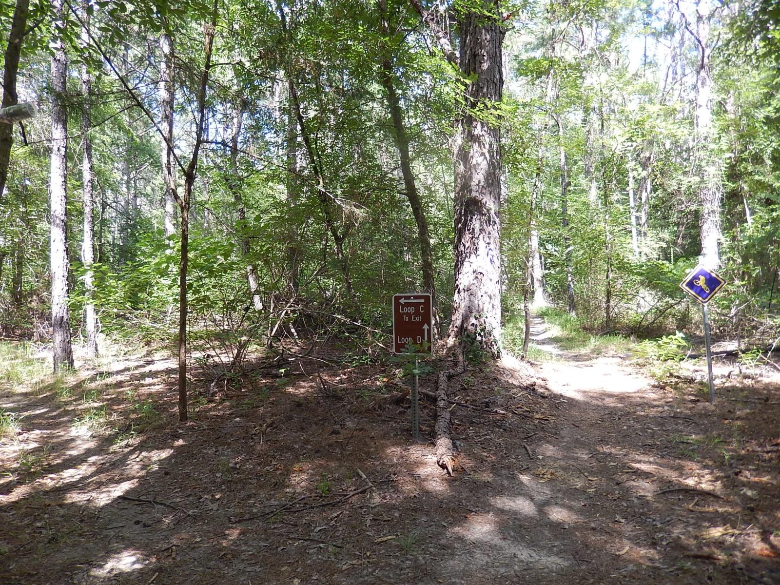 A sunlit forest path with two trail signs indicating directions for Loop C and Loop D. The area is surrounded by tall trees and dense greenery, creating a natural woodland setting. Lindsey Park mountain bike trail.