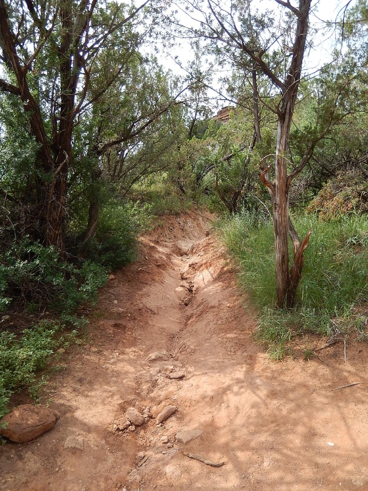 A narrow, dirt pathway cuts through a lush green landscape, flanked by trees and shrubs. The ground is dry and uneven, with visible rocks and a slight trench along the center. The scene is set under a cloudy sky, creating a tranquil, natural environment. Palo Duro Canyon mountain bike trail.