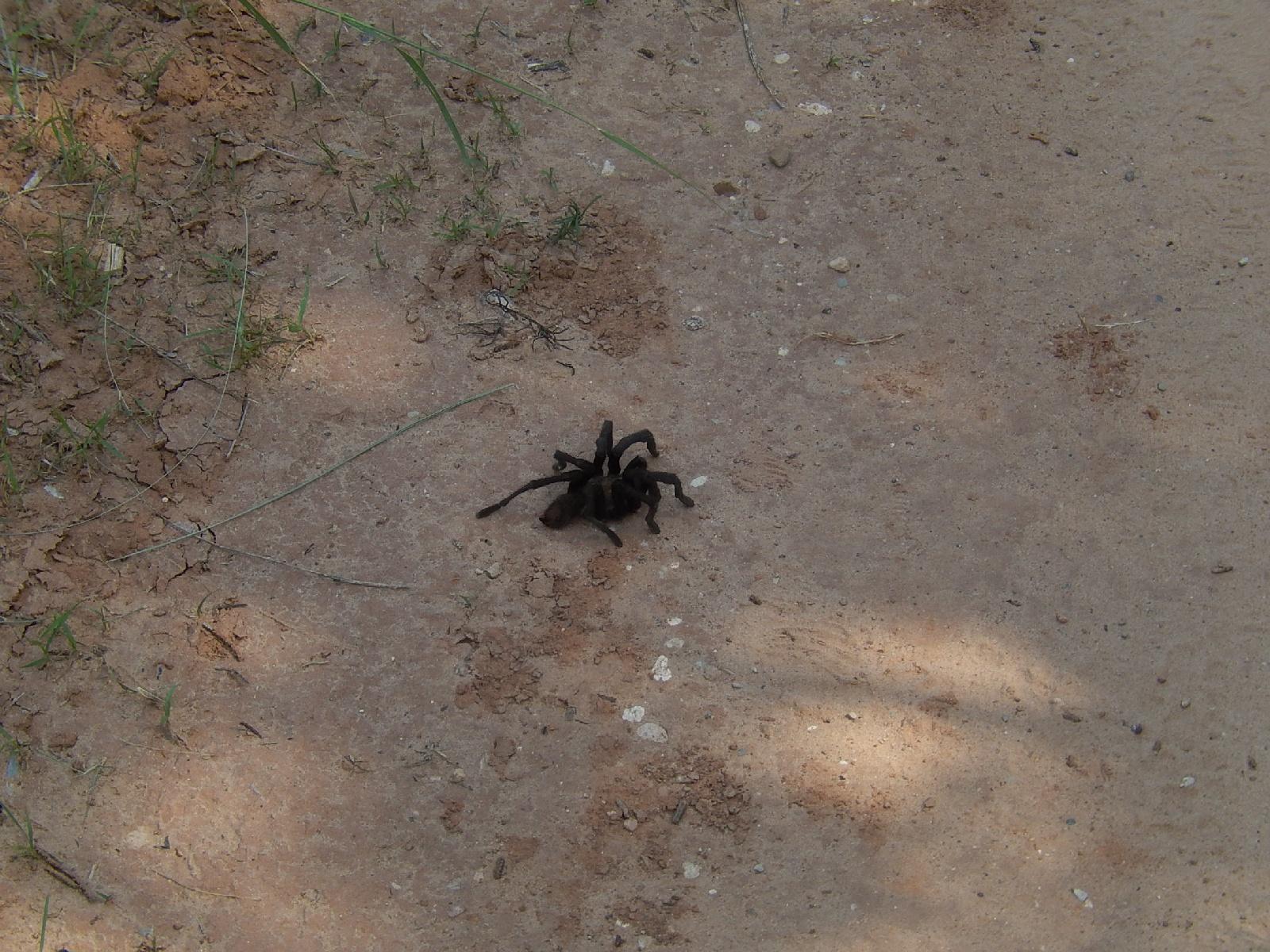 A dark tarantula positioned on a dirt path, surrounded by small pebbles and grass in a natural outdoor setting. Palo Duro Canyon mountain bike trail.