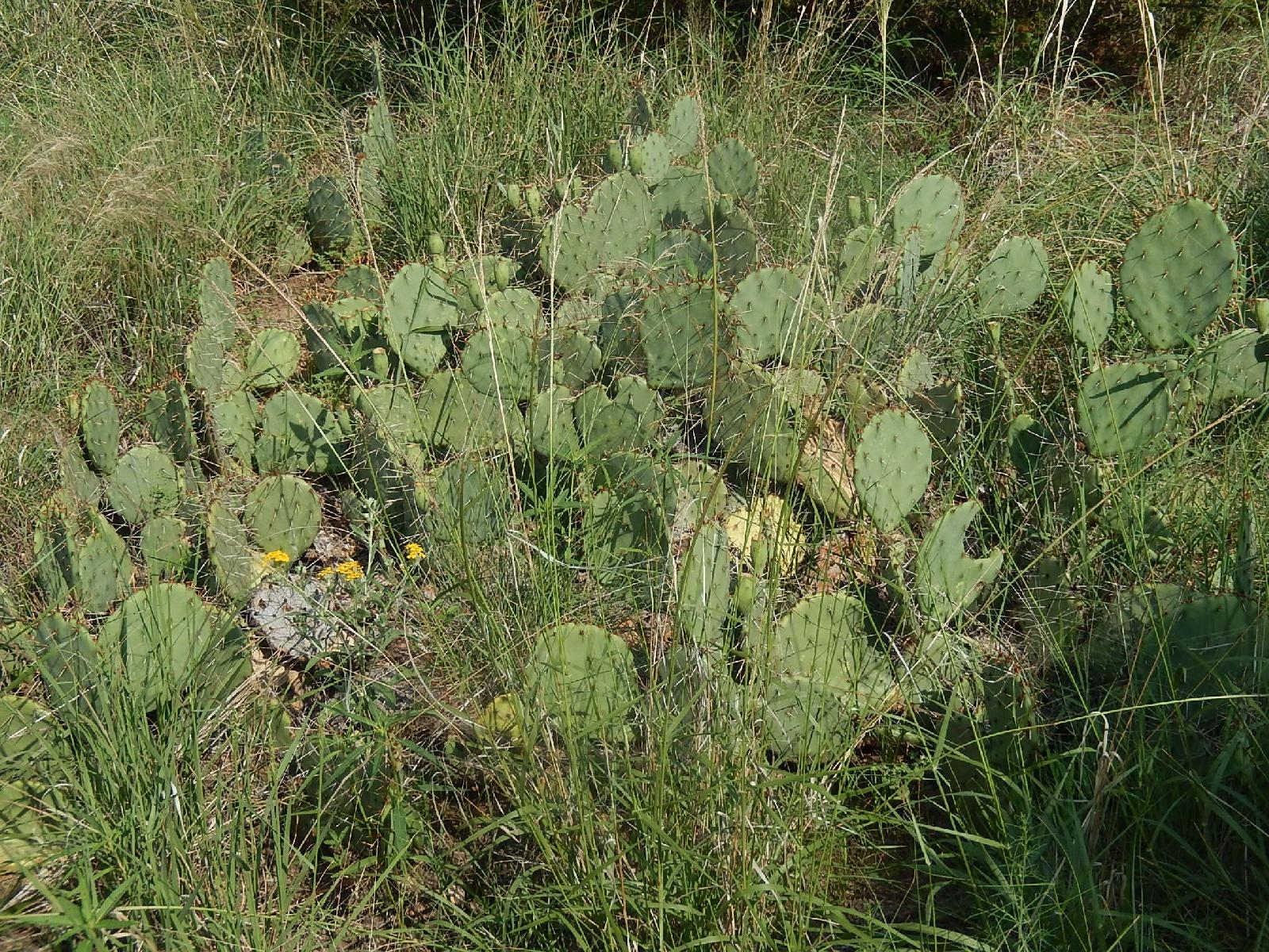 A cluster of prickly pear cacti surrounded by tall grass, with small yellow flowers peeking through the vegetation. Palo Duro Canyon mountain bike trail.