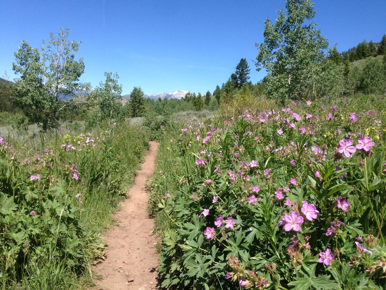 A dirt path winding through a vibrant wildflower meadow, flanked by lush green grass and blooming pink flowers, with tall trees in the background and snow-capped mountains visible under a clear blue sky. Cache Creek - Game Creek Loop mountain bike trail.