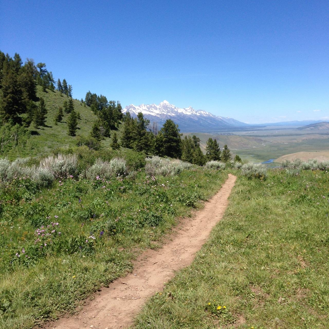 A scenic view of a winding dirt path through lush green grass and wildflowers, with tall pine trees on the left and snow-capped mountains in the background under a clear blue sky. The landscape extends into a valley with a river visible in the distance. Snow King Mountain mountain bike trail.