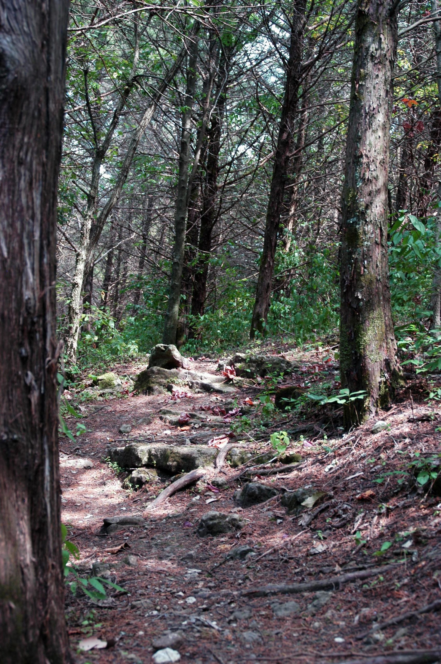 A narrow, winding dirt path through a wooded area, surrounded by tall trees with sparse foliage. The ground is scattered with rocks and fallen leaves, creating a natural, earthy atmosphere. Sunlight filters through the branches, casting dappled shadows on the trail. Frog Hollow Nature Trail mountain bike trail.
