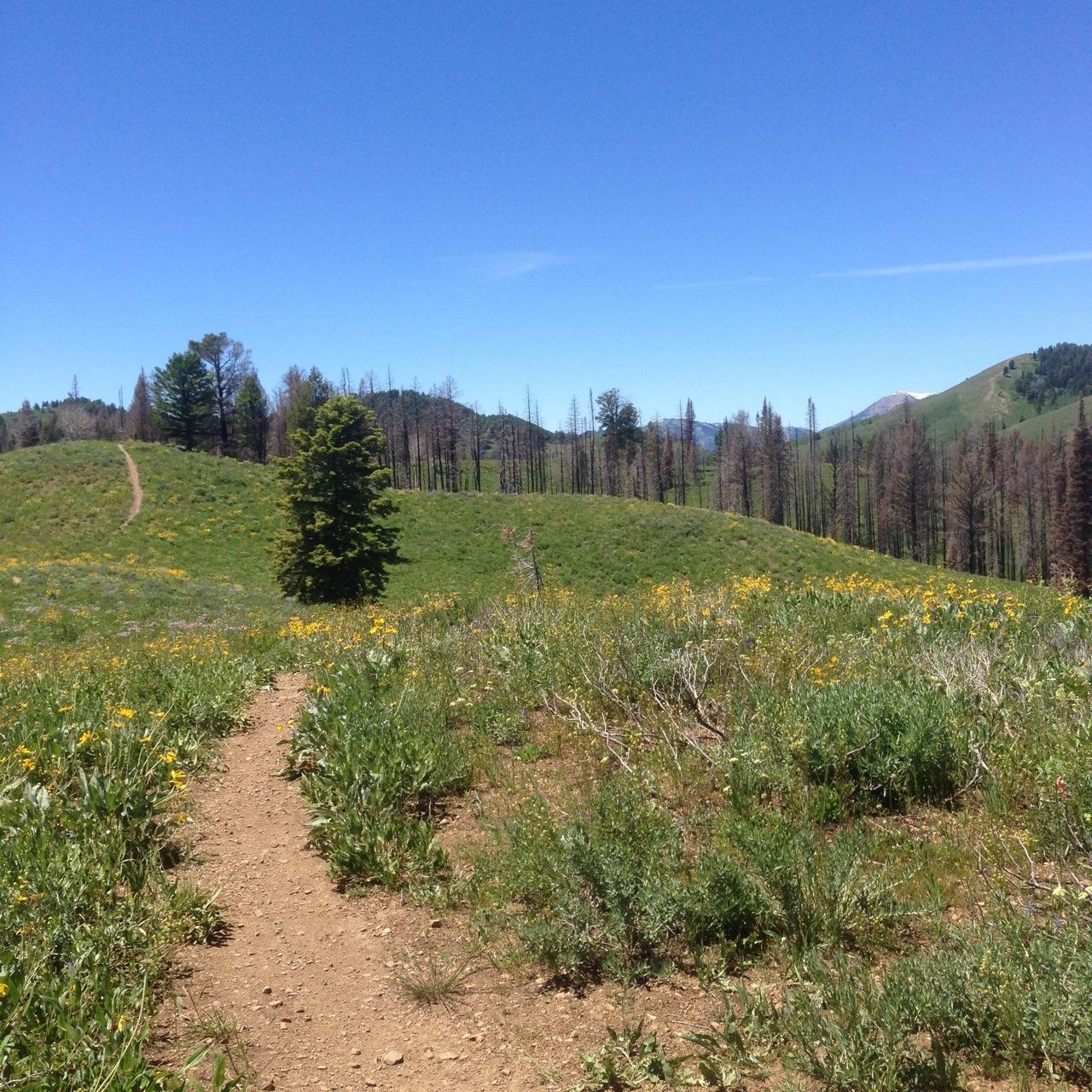 A scenic landscape featuring a clear blue sky, rolling green hills, and a path leading through a meadow dotted with yellow wildflowers. In the background, charred tree stumps and damaged vegetation indicate a past wildfire, while vibrant green trees rise in the distance. Cache Creek - Game Creek Loop mountain bike trail.