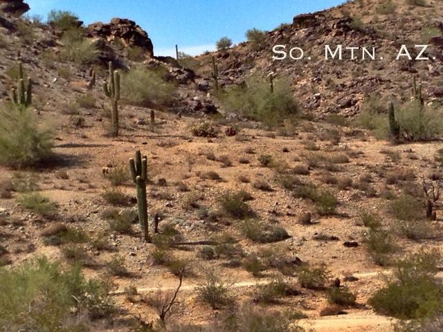 A scenic view of a desert landscape in southern Arizona featuring saguaro cacti, rocky terrain, and sparse vegetation under a clear blue sky. Desert Classic mountain bike trail.