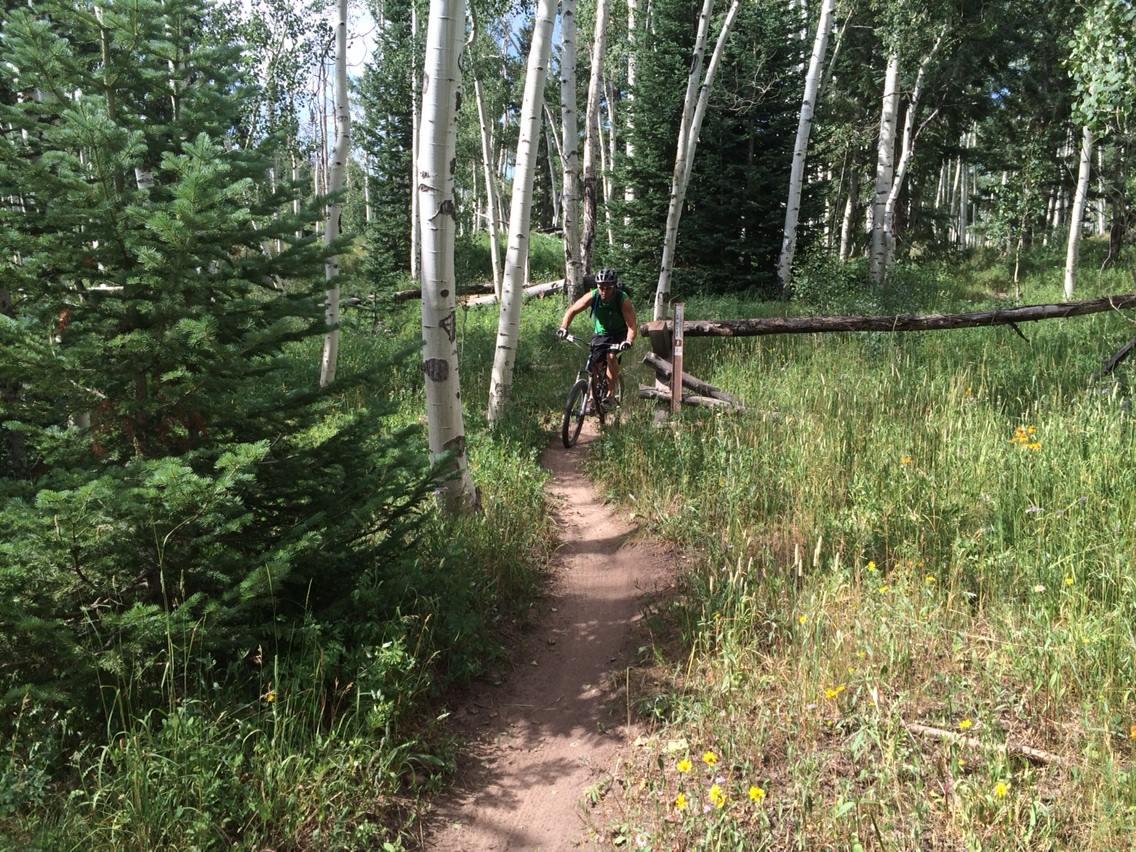 A mountain biker navigating a dirt trail surrounded by tall aspen trees and lush greenery, with wildflowers blooming in the grass. The scene captures the essence of outdoor adventure and natural beauty. Turkey Flats mountain bike trail.