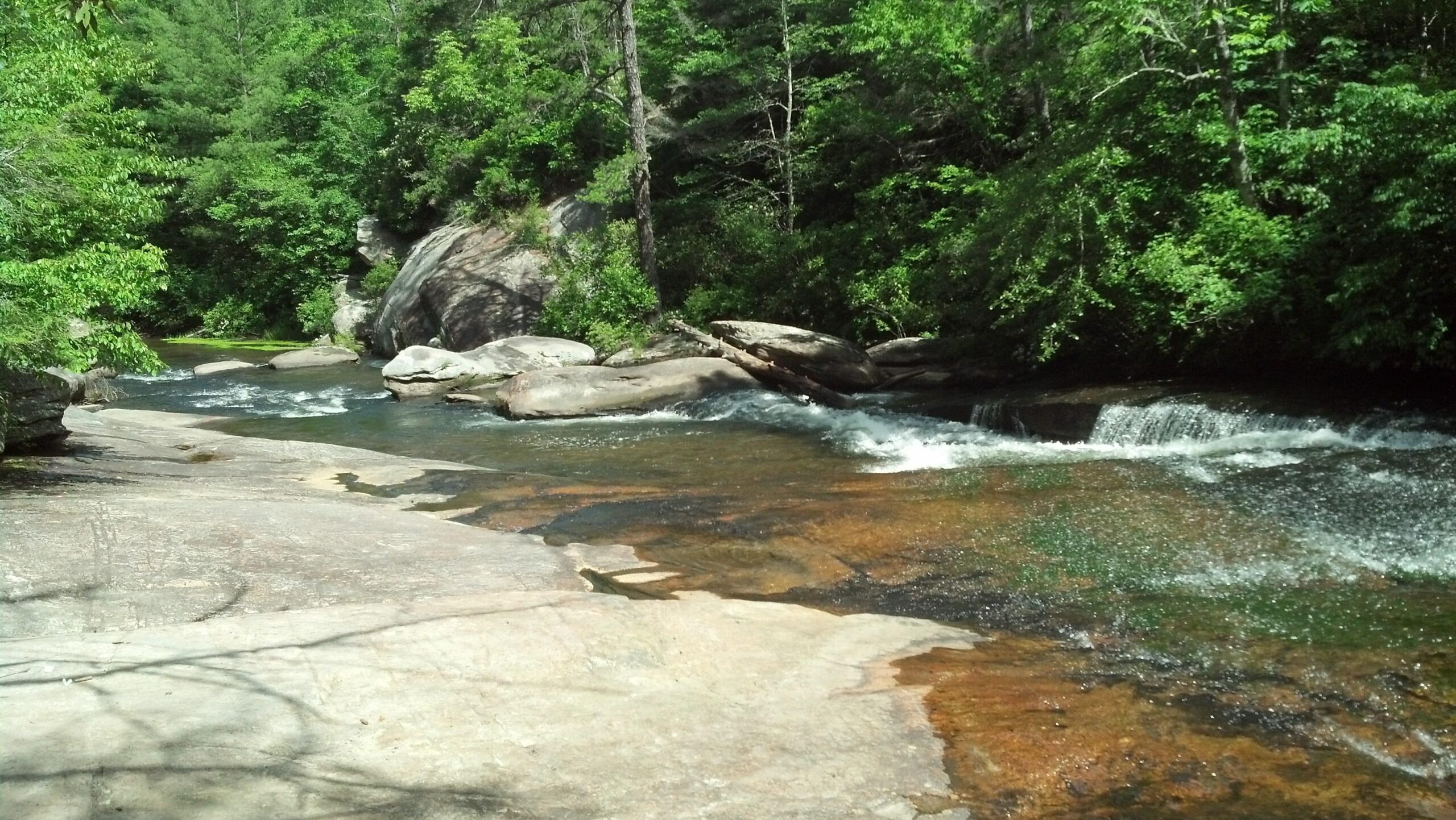 A serene stream flows over smooth rocks surrounded by lush green trees in a forested area. The water glimmers under sunlight, creating a peaceful and natural landscape. DuPont State Forest mountain bike trail.