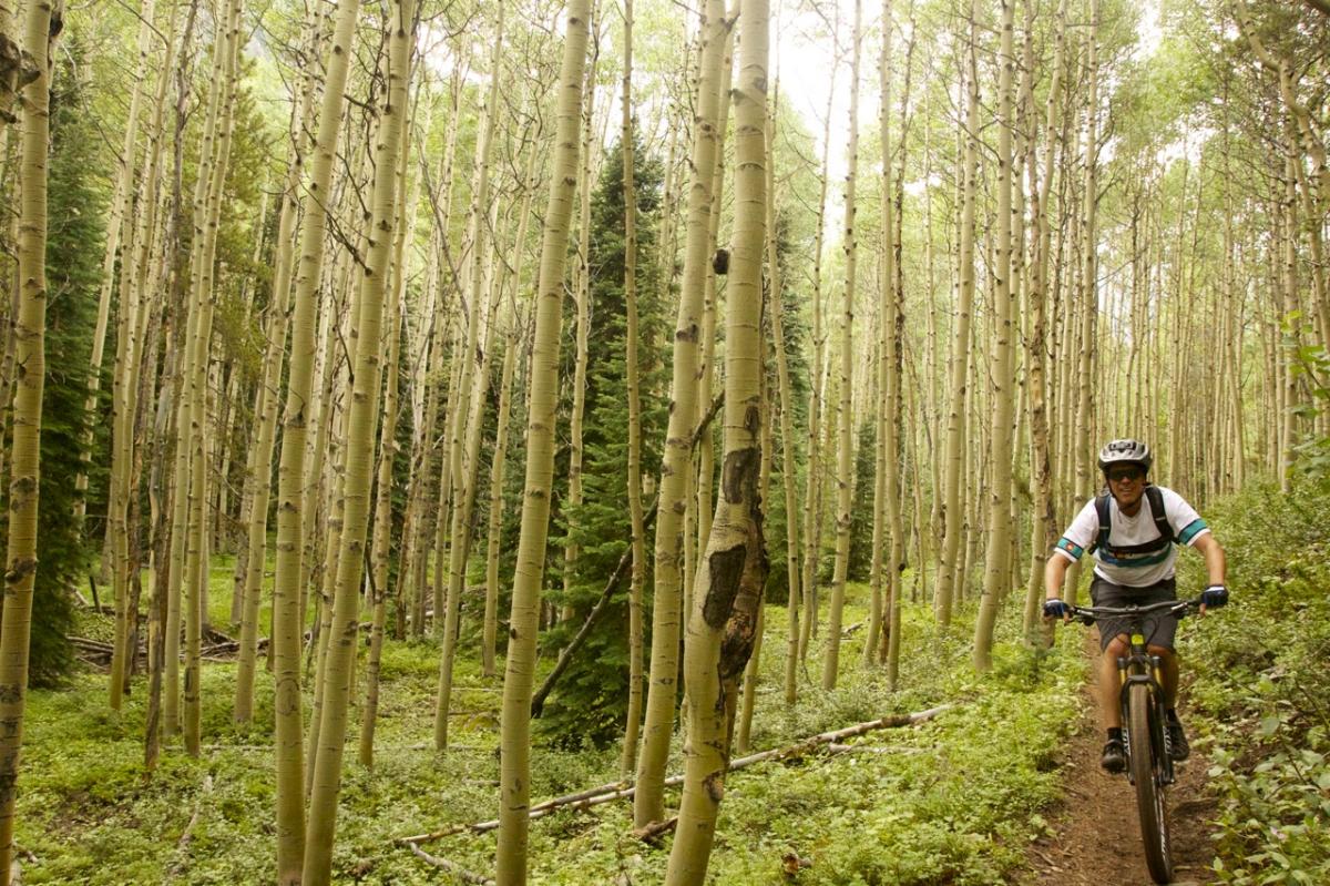 A mountain biker riding along a dirt trail through a dense forest of tall, slender aspen trees, surrounded by lush greenery.