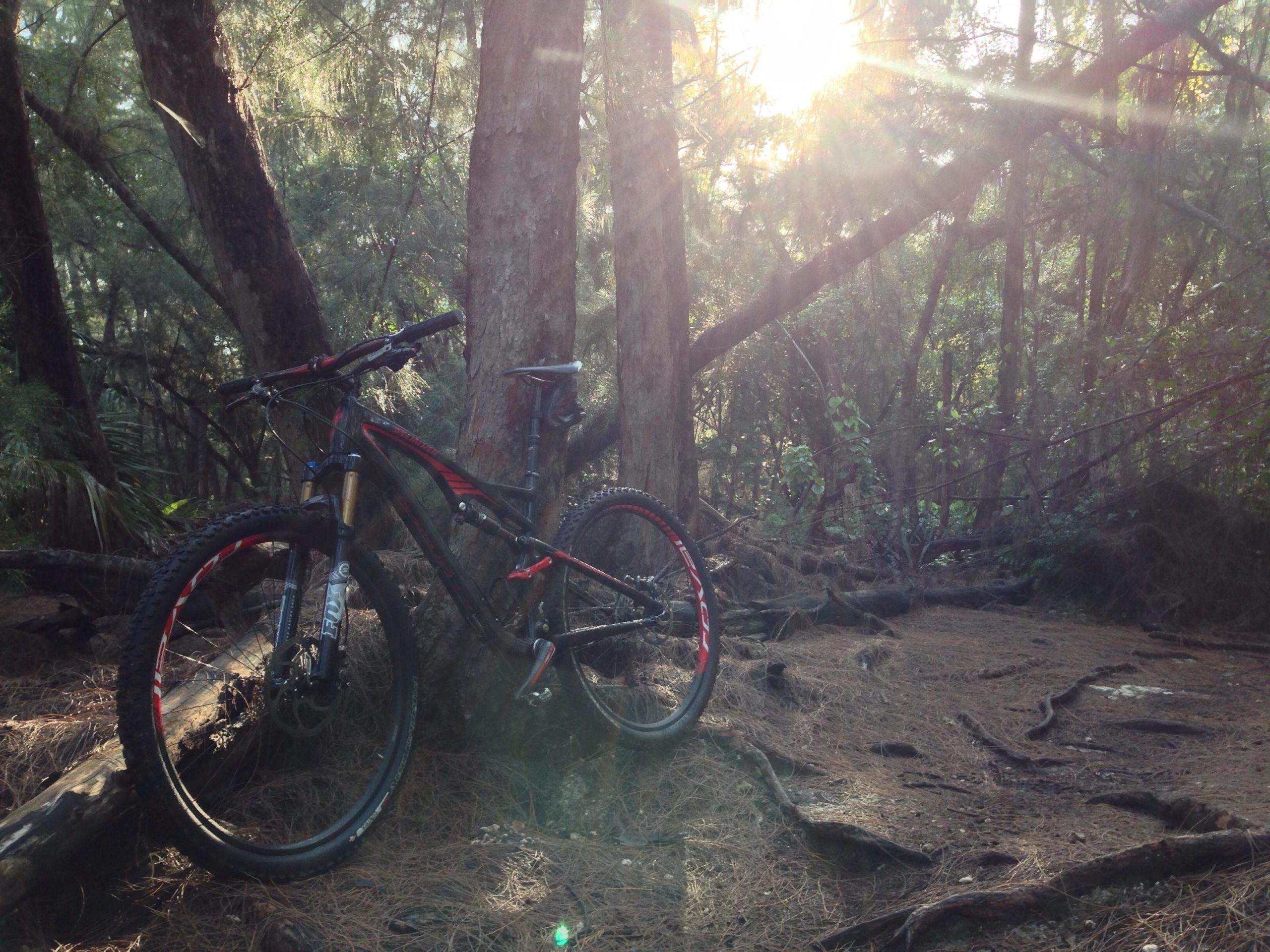 A mountain bike leaning against a tree in a sunlit forest. Sun rays filter through the canopy, casting a warm glow on the surroundings, which include tall trees and pine needles scattered on the forest floor. Oleta River State Park mountain bike trail.