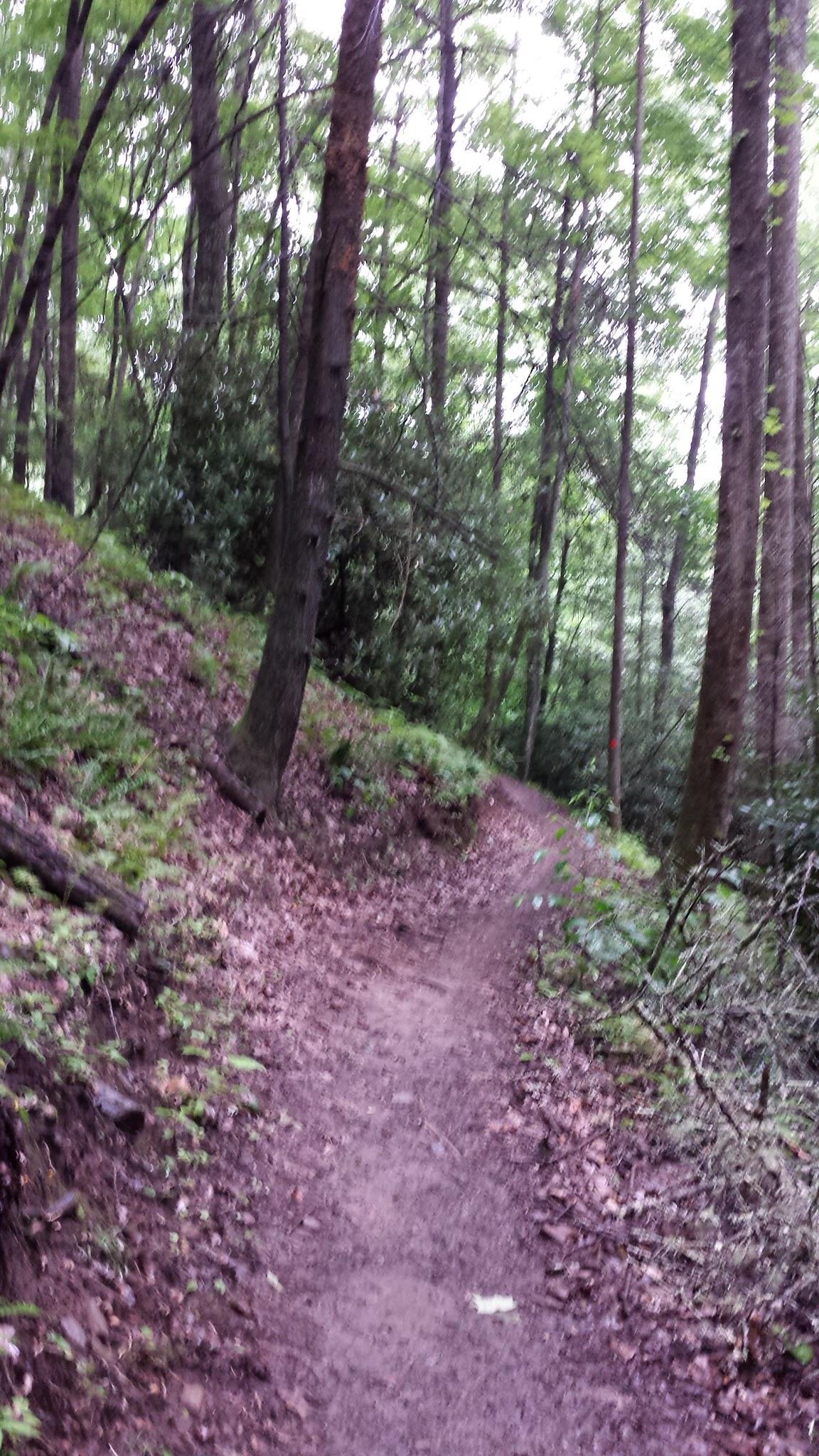 A winding dirt path through a wooded area, surrounded by tall trees and lush greenery, with a few fallen leaves and small plants along the edges. The atmosphere appears serene and natural. Bracken Preserve mountain bike trail.