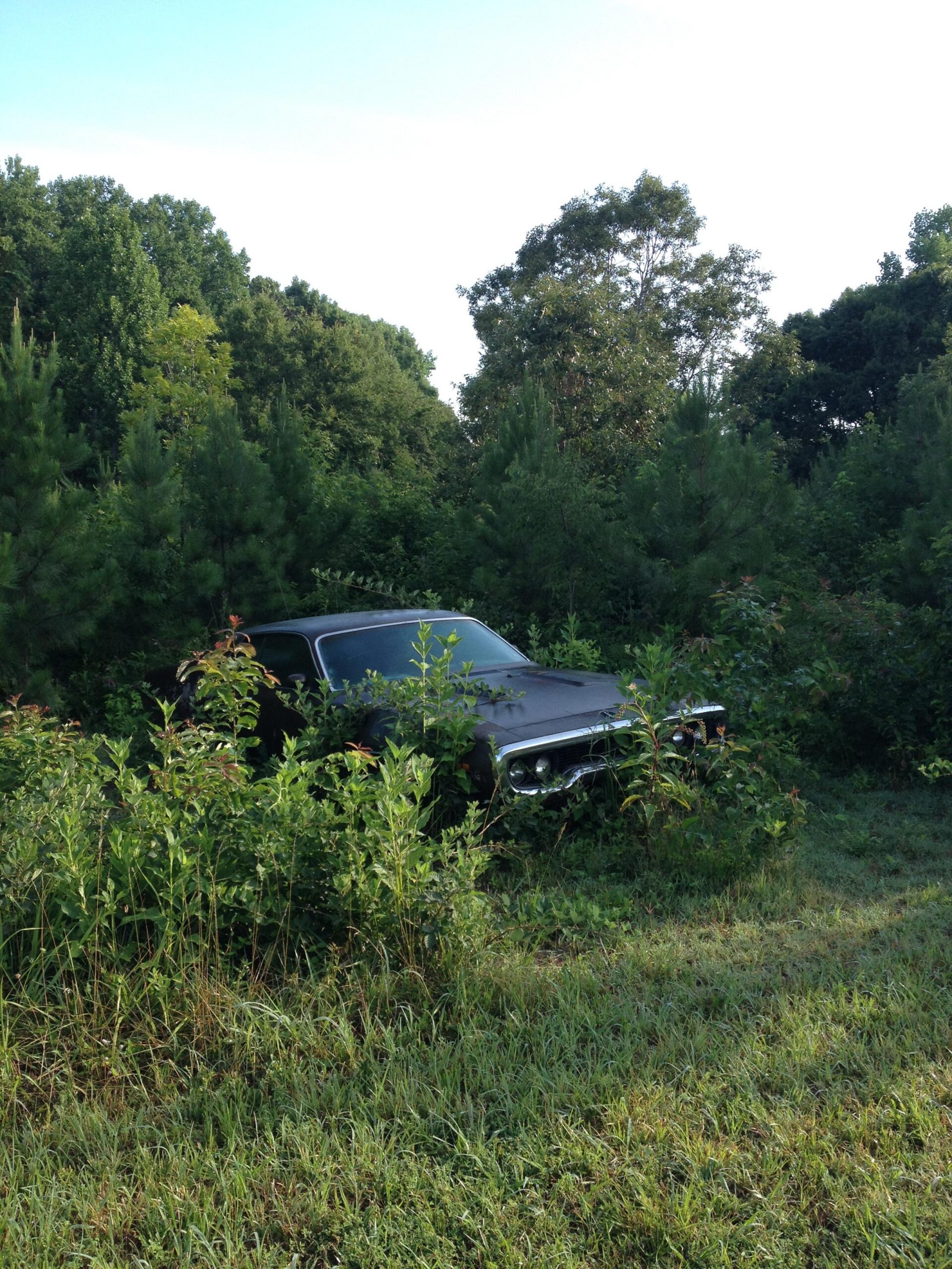 An abandoned black car partially overgrown with tall grass and shrubs, surrounded by dense greenery under a clear sky. Rocky River Trail mountain bike trail.