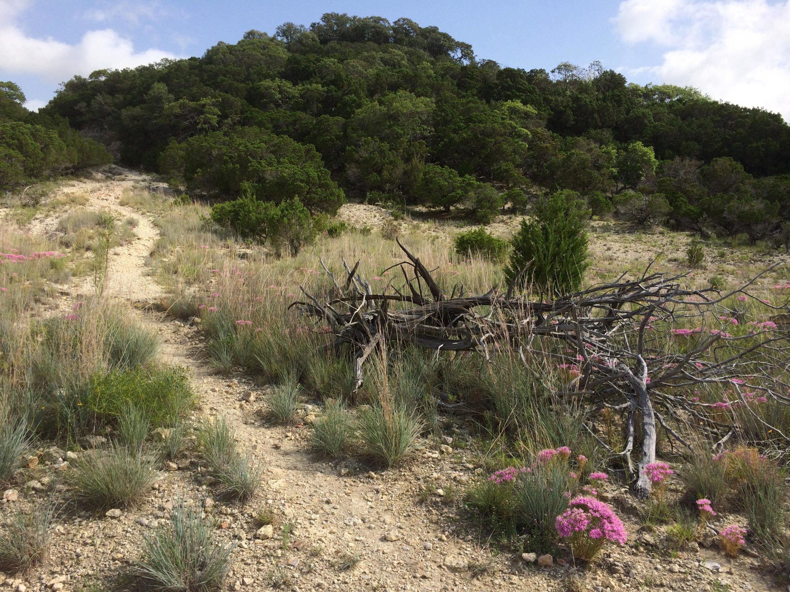 A winding dirt path leads through a landscape filled with low grasses and wildflowers, including clusters of pink blooms, toward a green hillside covered in trees under a partly cloudy sky. A fallen branch lies among the vegetation, adding to the natural scenery. Dana Peak mountain bike trail.