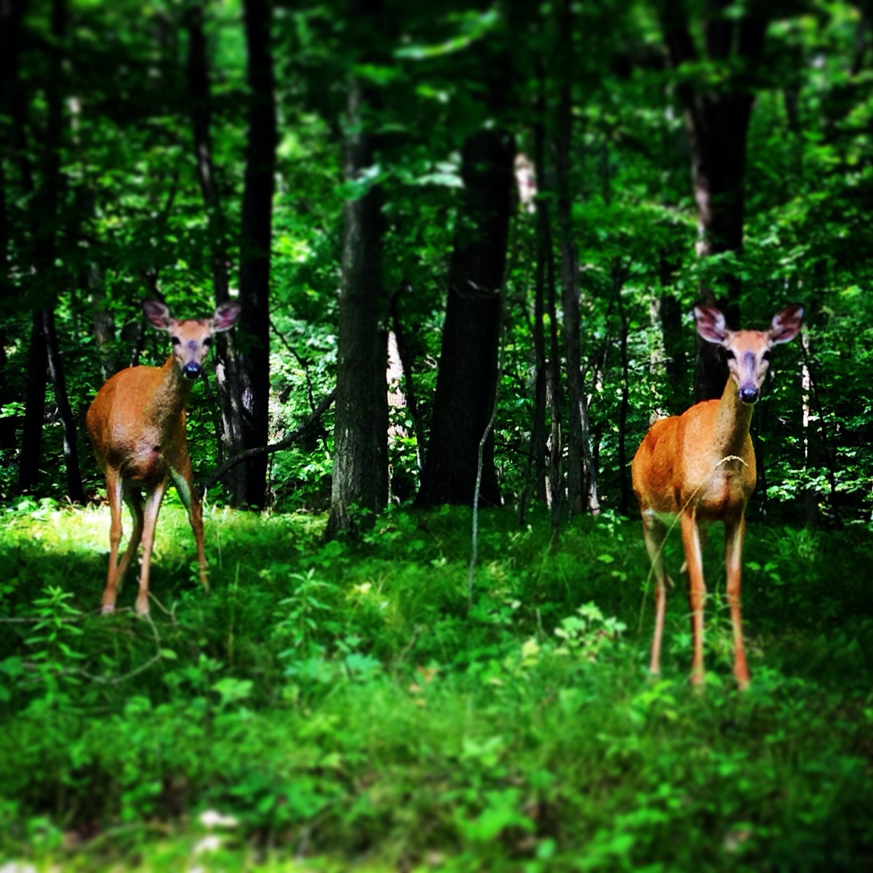 Two deer standing in a lush green forest, surrounded by trees and underbrush, with a soft focus on the background, creating a serene and natural setting. Iroquois Heights mountain bike trail.