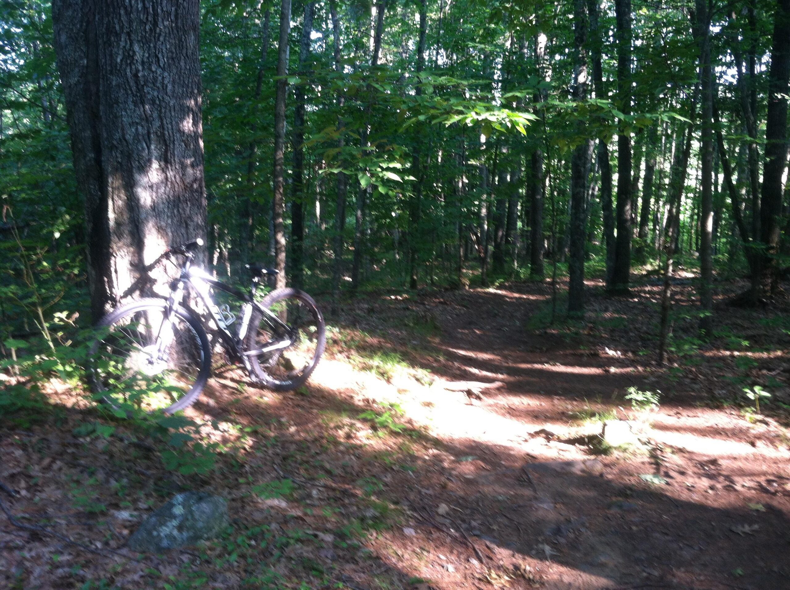 Scott aspect 940: A mountain bike leaning against a tree in a wooded area, with a dirt path winding through the lush greenery and dappled sunlight filtering through the leaves.