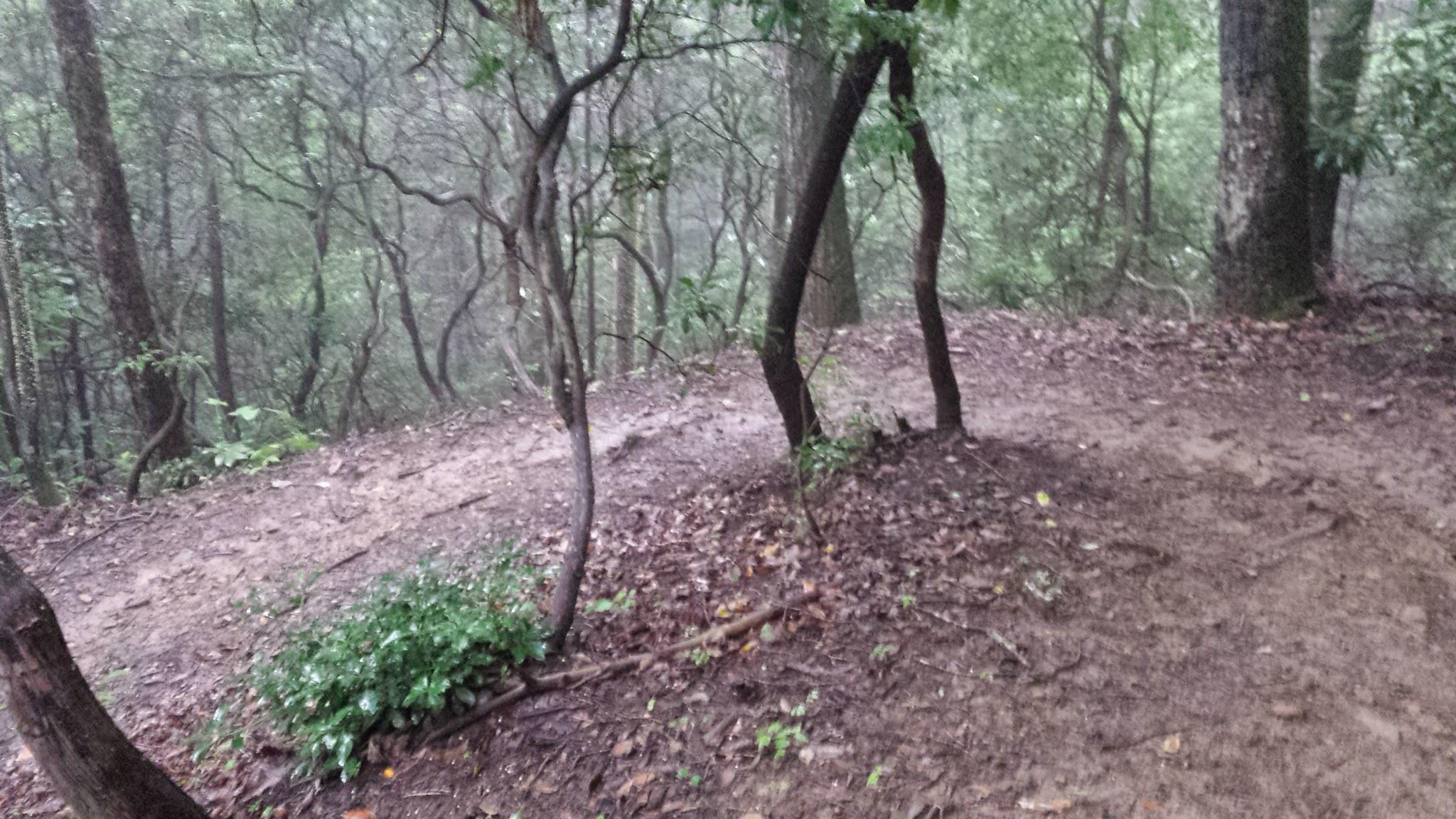 A misty forest path winding through dense greenery, with wet soil and fallen leaves on the ground. Trees with twisted branches line the path, obscured by fog. Bracken Preserve mountain bike trail.