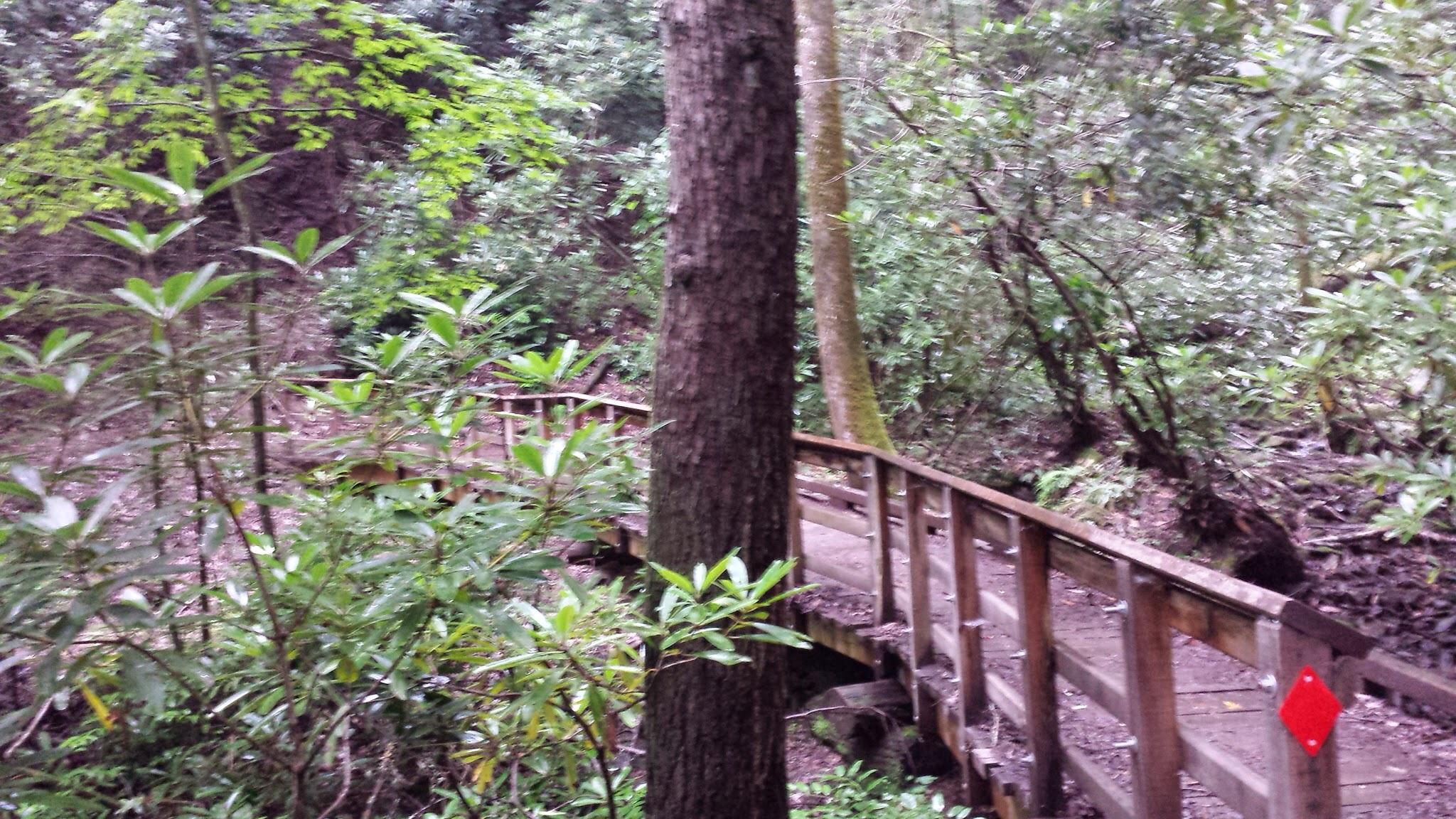 A wooden walkway meanders through a dense, green forest with lush foliage and trees, creating a tranquil natural setting. Bracken Preserve mountain bike trail.