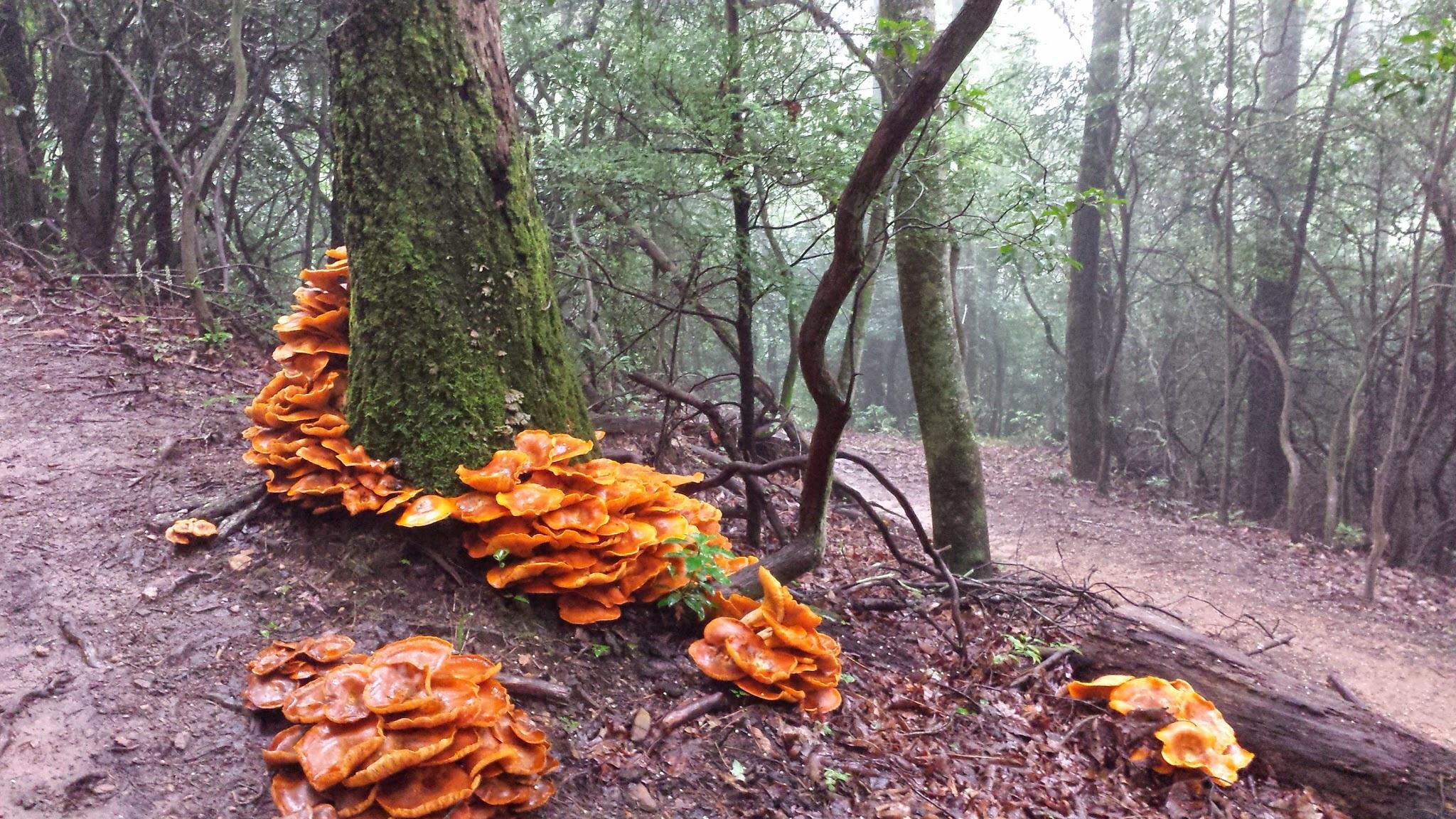 A cluster of vibrant orange mushrooms growing at the base of a moss-covered tree in a misty forest. The path is visible in the background, surrounded by lush greenery and trees shrouded in fog, creating a serene, natural atmosphere. Bracken Preserve mountain bike trail.