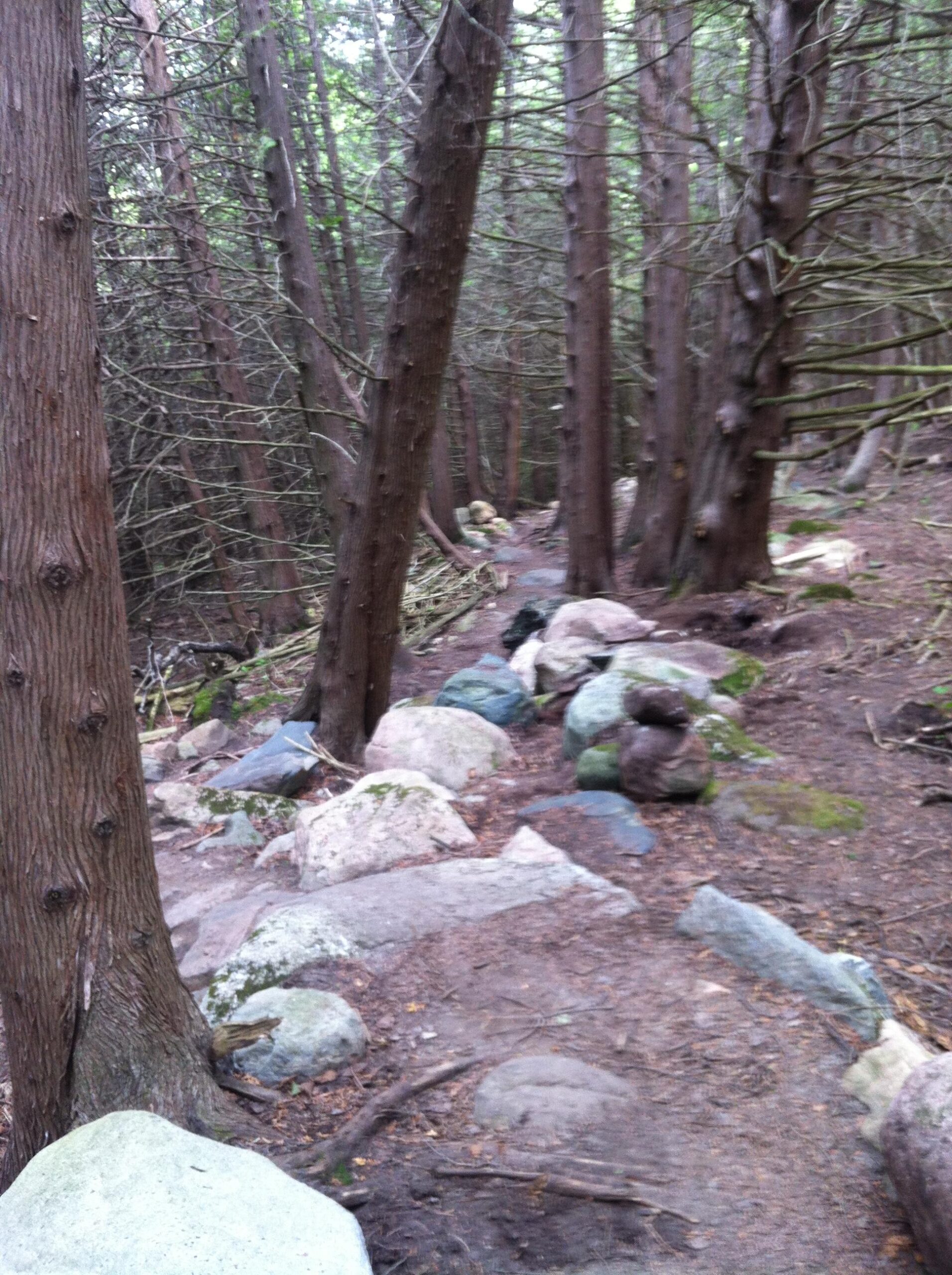 A winding path through a dense forest, lined with tall trees and scattered rocks. The ground is covered with dirt and fallen leaves, and some larger stones form a natural border along the path. The greenery of the trees provides a serene and tranquil atmosphere. Harold Town Ca mountain bike trail.