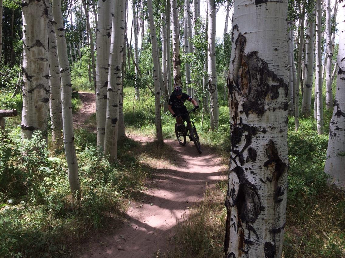 A mountain biker navigating a dirt trail through a forest of tall white aspen trees, with sunlight filtering through the leaves, creating dappled shadows on the ground. Turkey Flats mountain bike trail.