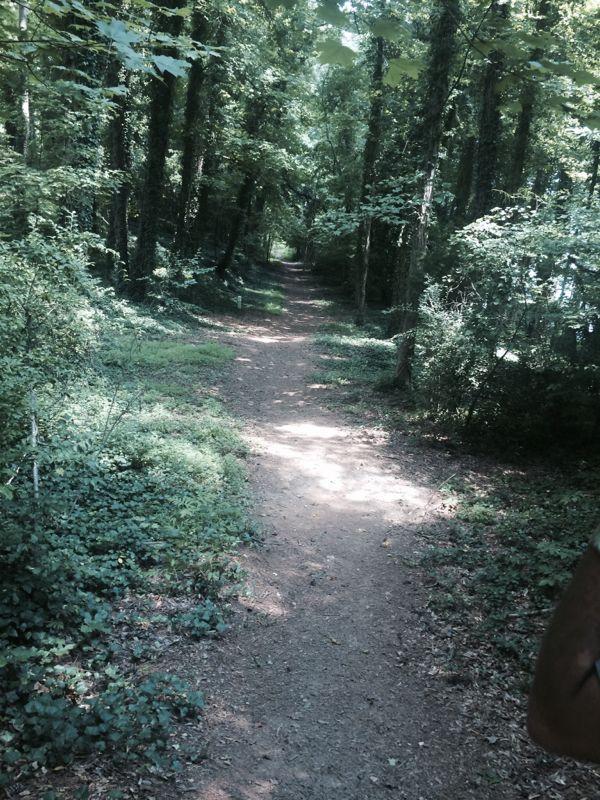 A winding dirt path through a lush green forest, surrounded by tall trees and dense foliage, with soft sunlight filtering through the leaves. The trail is bordered by leaves and underbrush, creating a serene and inviting atmosphere for a nature walk. Allatoona Creek Park mountain bike trail.
