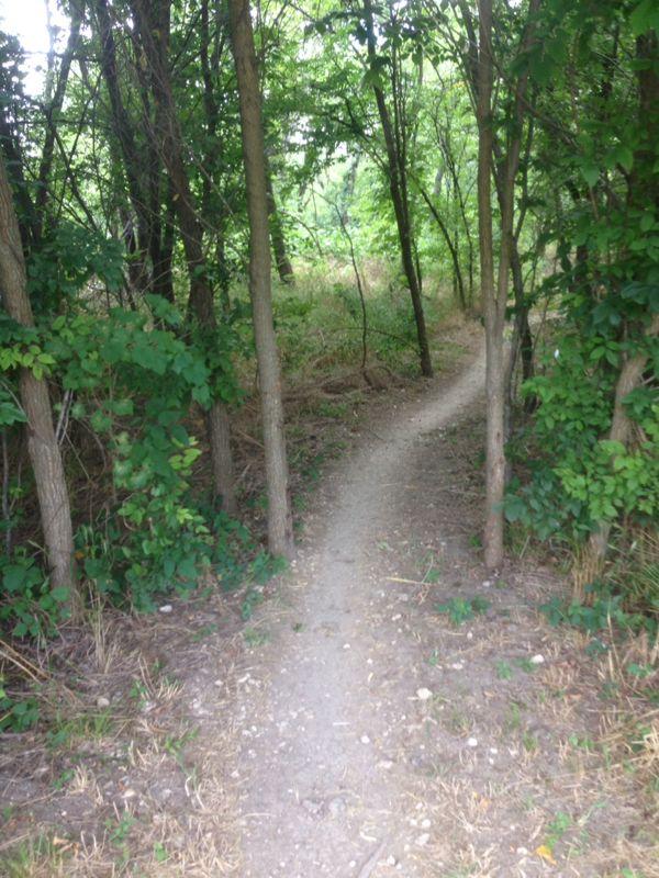 A narrow dirt path winding through a lush green forest, flanked by trees and dense foliage. The sunlight filters through the leaves, creating a serene and inviting atmosphere. Rowlett Creek Preserve mountain bike trail.