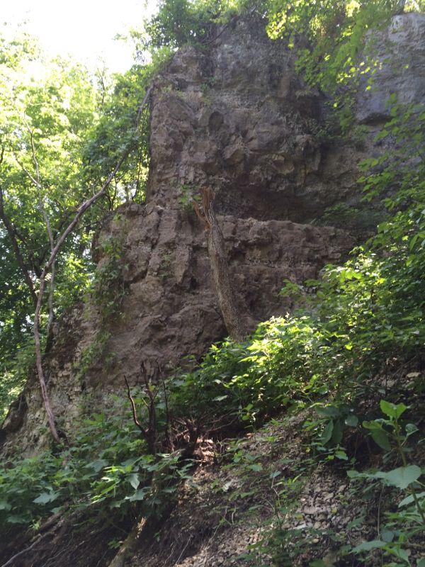 A rocky cliffside partially covered with green foliage and trees in a natural forest setting. The image captures the texture of the rock and the biodiversity of vegetation below, with dappled sunlight filtering through the leaves. Two Rivers Bike Park mountain bike trail.