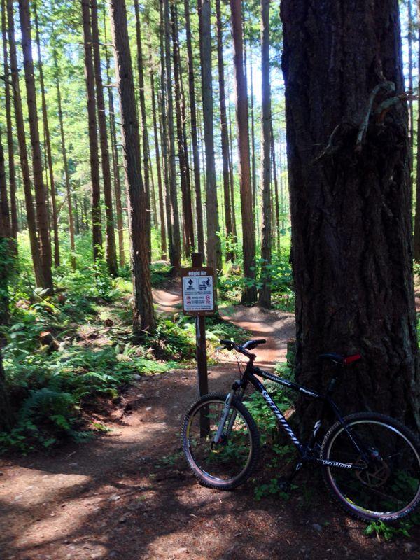 A mountain bike parked against a large tree, with a trail sign visible nearby in a lush forest setting. Tall trees create a sun-dappled environment, with green foliage and a dirt path winding through the trees. Swan Creek mountain bike trail.