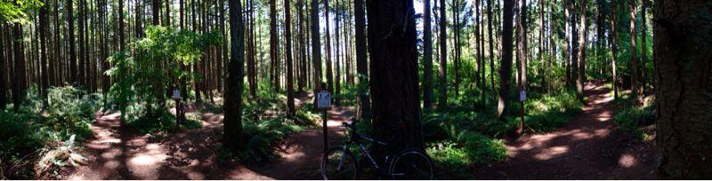 A panoramic view of a forest trail intersection surrounded by tall trees and dense greenery. A bike is parked on the left side of the path, where multiple trails diverge, indicated by trail signs. Sunlight filters through the trees, casting dappled shadows on the ground. Swan Creek mountain bike trail.