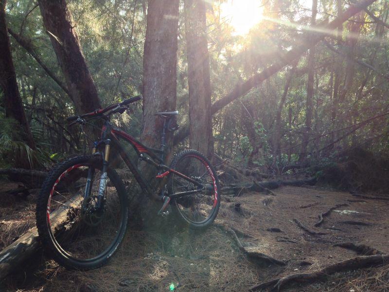 A mountain bike resting against a tree in a sunlit forest, with rays of sunlight filtering through the trees and casting a warm glow on the surrounding pine needles and earthy ground. Oleta River State Park mountain bike trail.