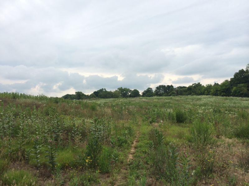 A scenic view of an overgrown field under a cloudy sky, featuring a path winding through tall grasses and wildflowers, with trees visible in the distance. Rolling Hills Park mountain bike trail.
